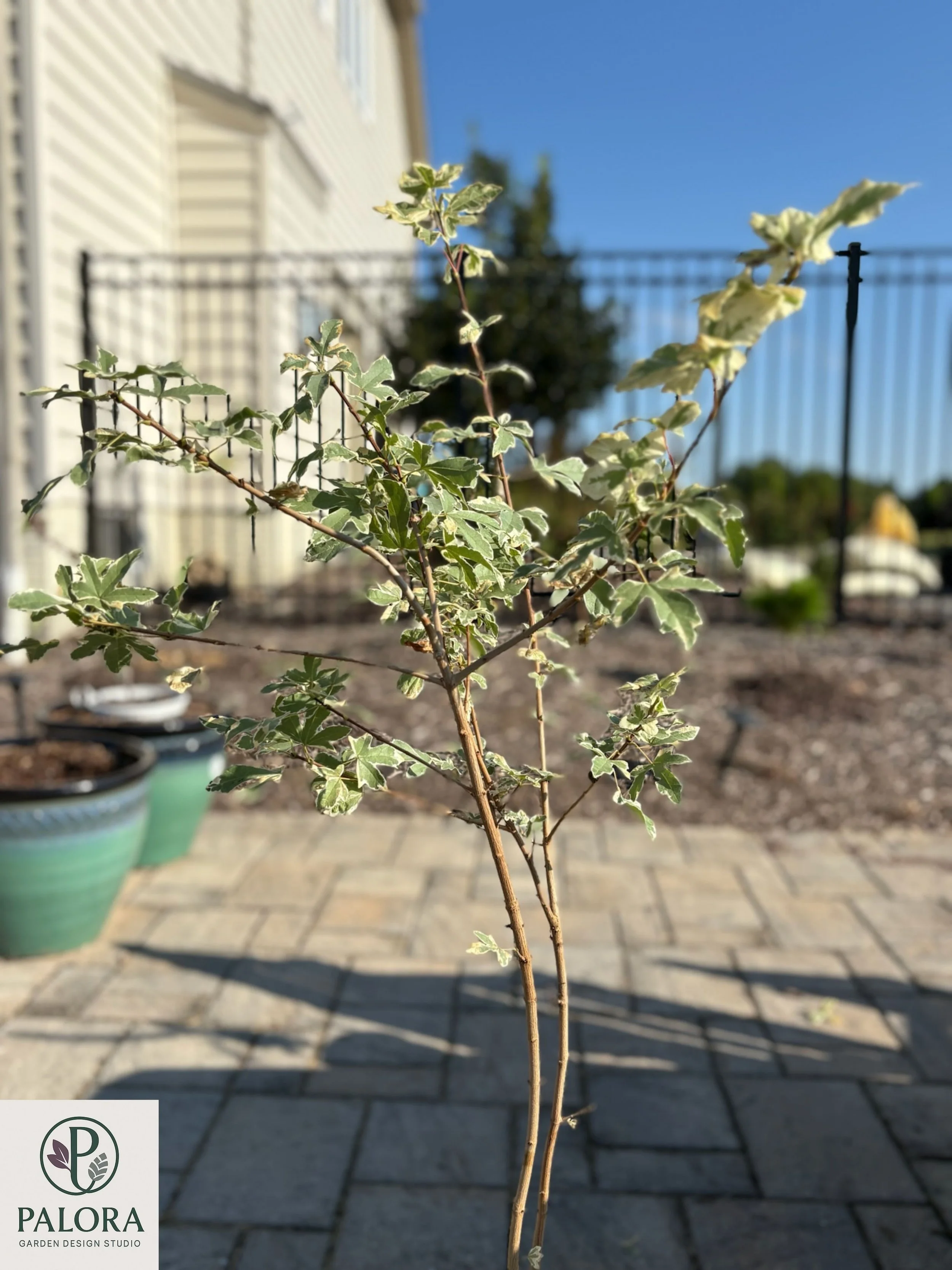 Acer campestre 'Carnival' (9).jpg