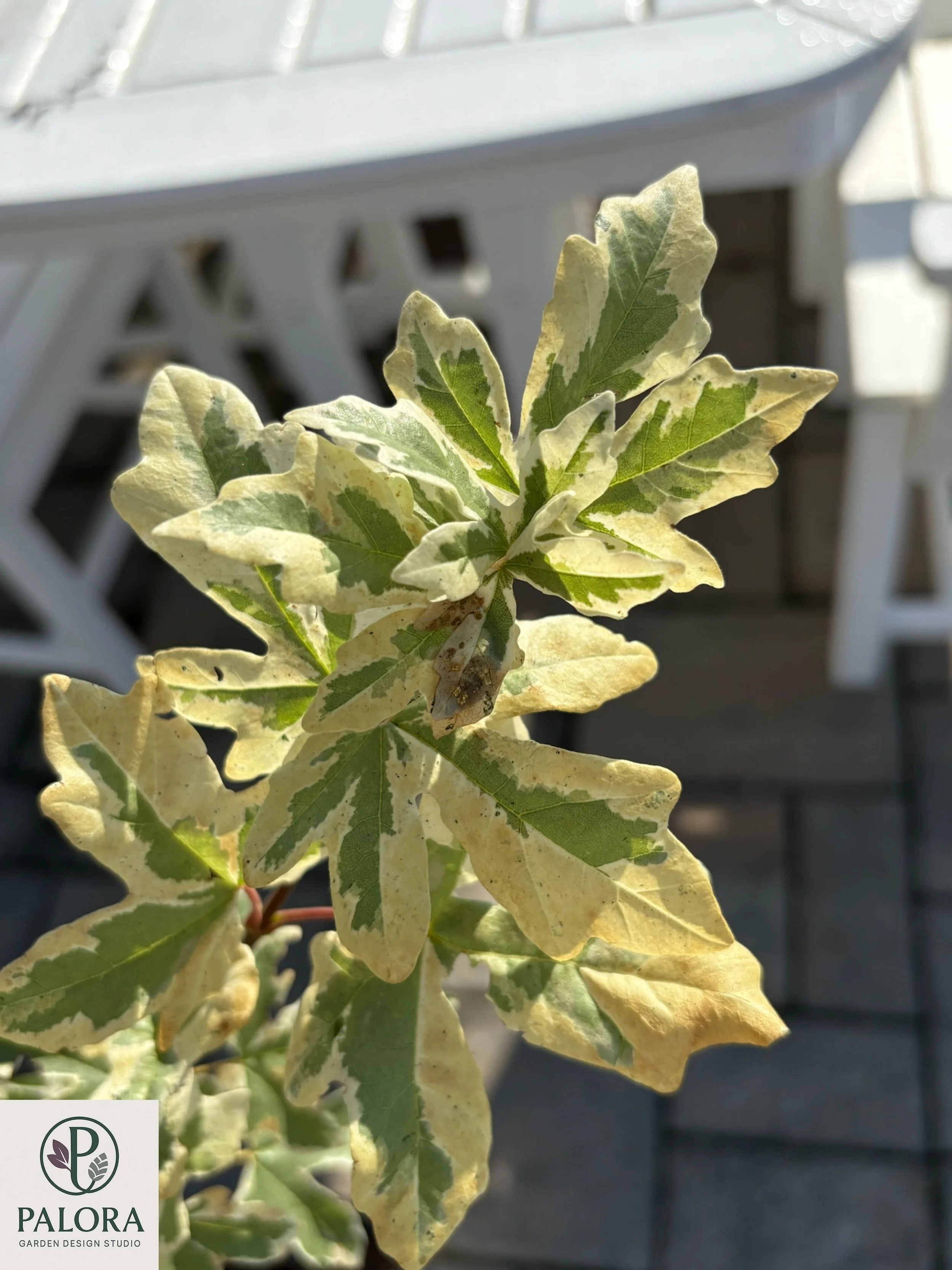 Acer campestre 'Carnival' (10).jpg