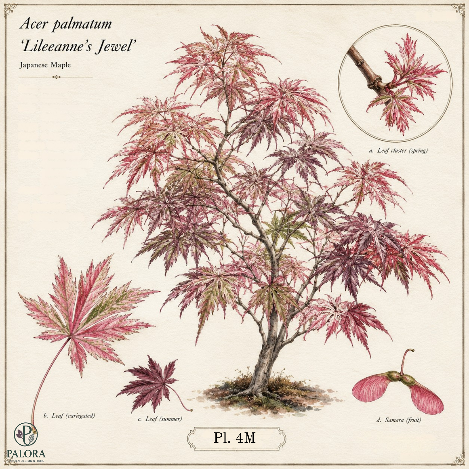 Lileeane's Jewel: A Variegated Japanese Maple for Refined Shade