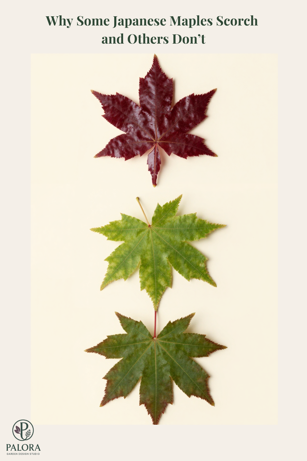 Why Some Japanese Maples Scorch and Others Don't: A Cultivar Analysis