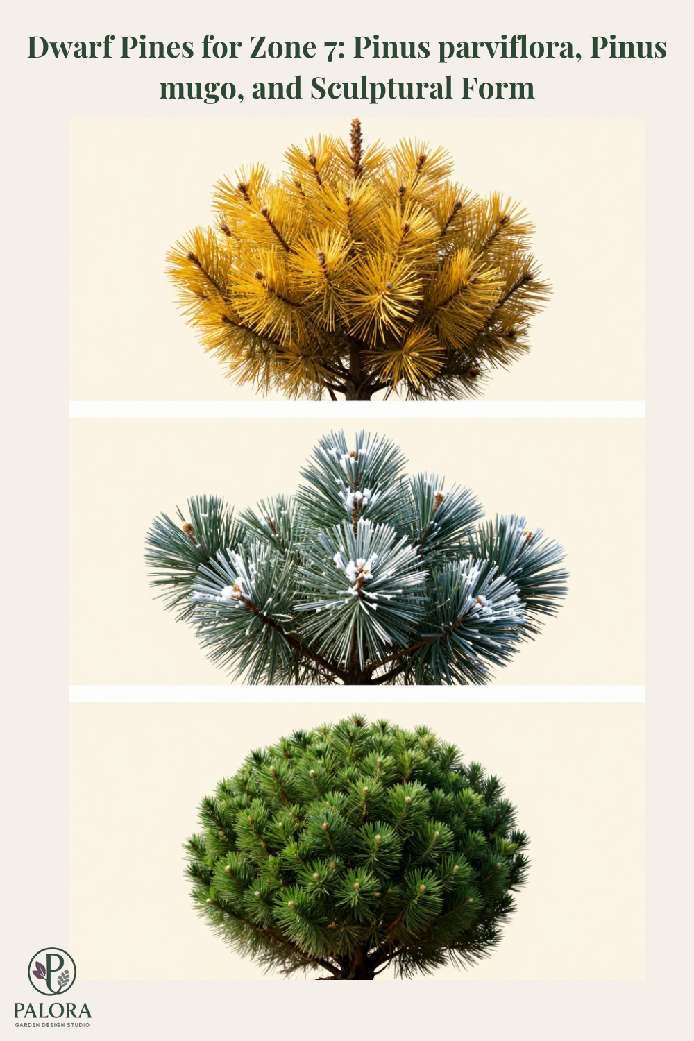 Dwarf Pines for Zone 7: Pinus parviflora, Pinus mugo, and Sculptural Form