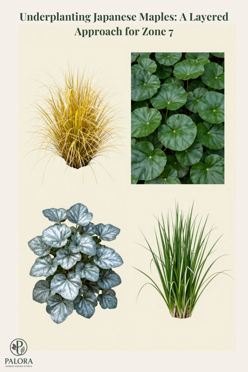Underplanting Japanese Maples: A Layered Approach for Zone 7