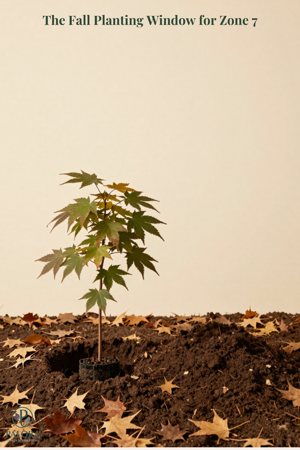 The Fall Planting Window for Zone 7: When to Buy, Plant, and Mulch