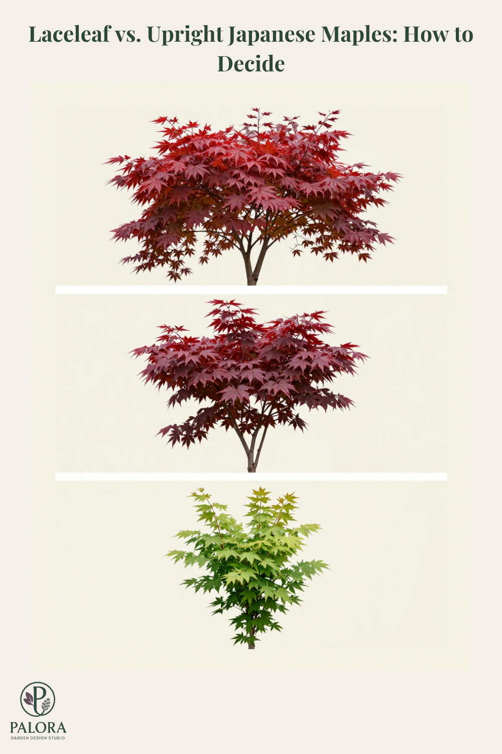 Laceleaf vs. Upright Japanese Maples: How to Decide