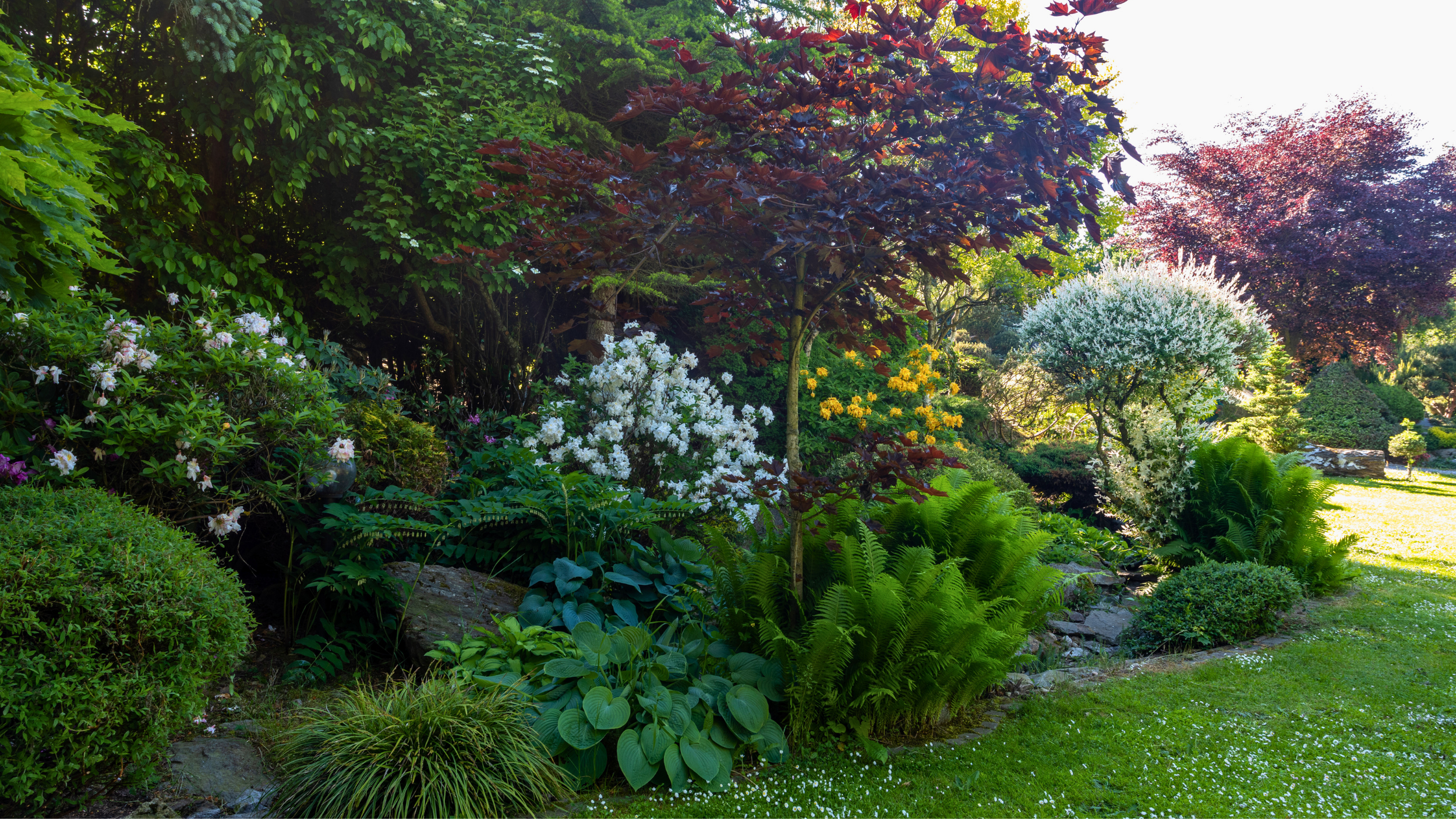 Lush garden with flowering bushes, trees, ferns, and well-maintained grass, sunlit on a bright day.