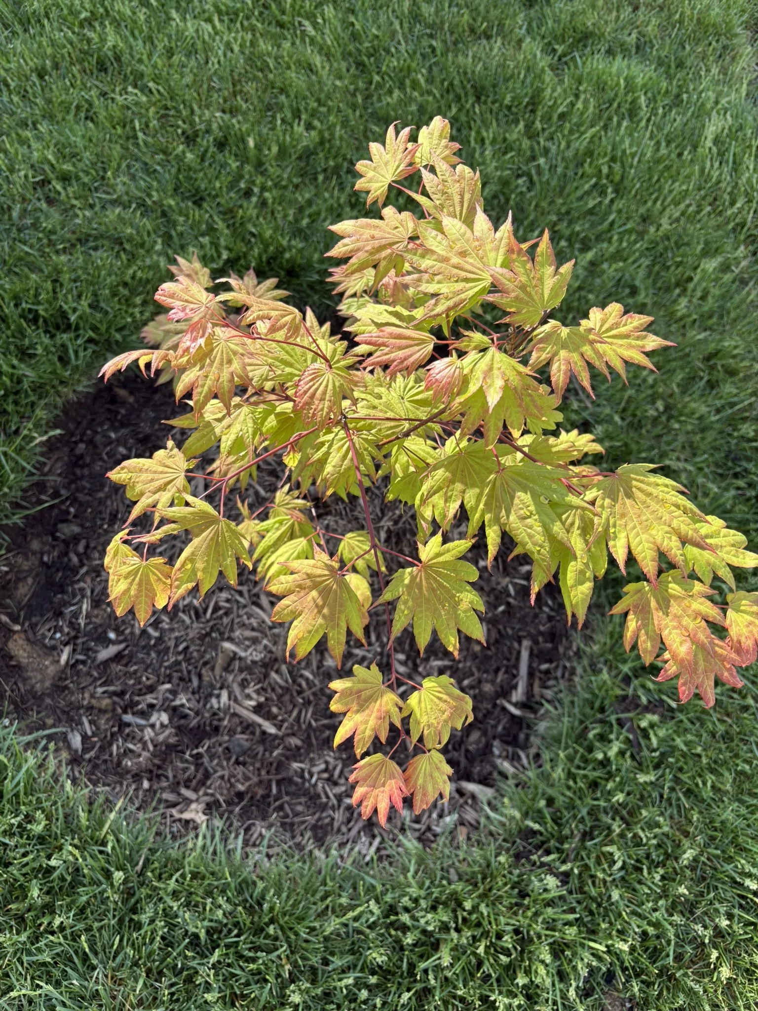 Acer shirasawanum 'Moonrise'