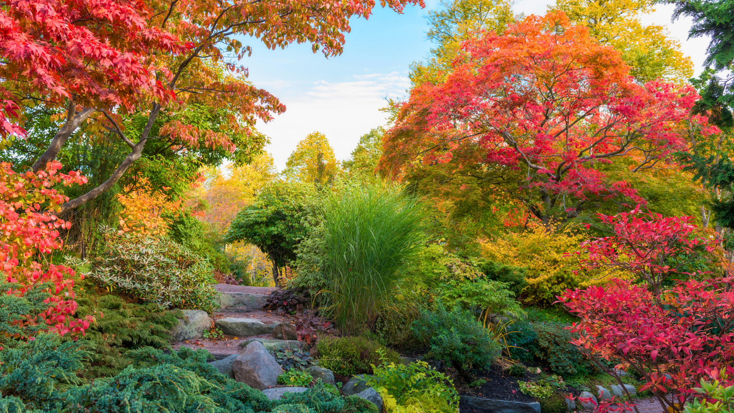 Colorful autumn scene in a garden with trees in red, orange, yellow, and green leaves, a stone pathway, and lush plants.