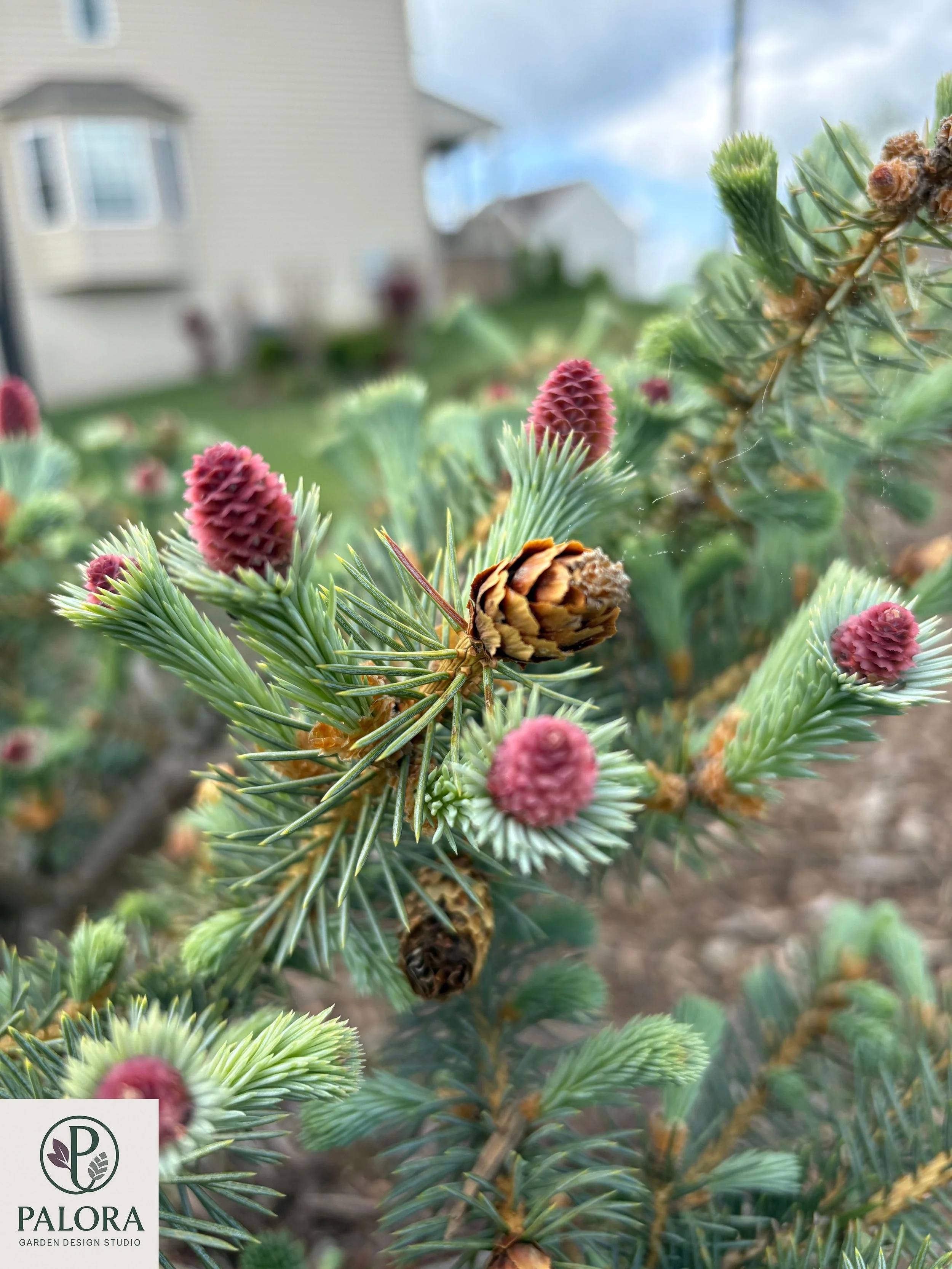 Picea pungens 'Ruby Teardrops'