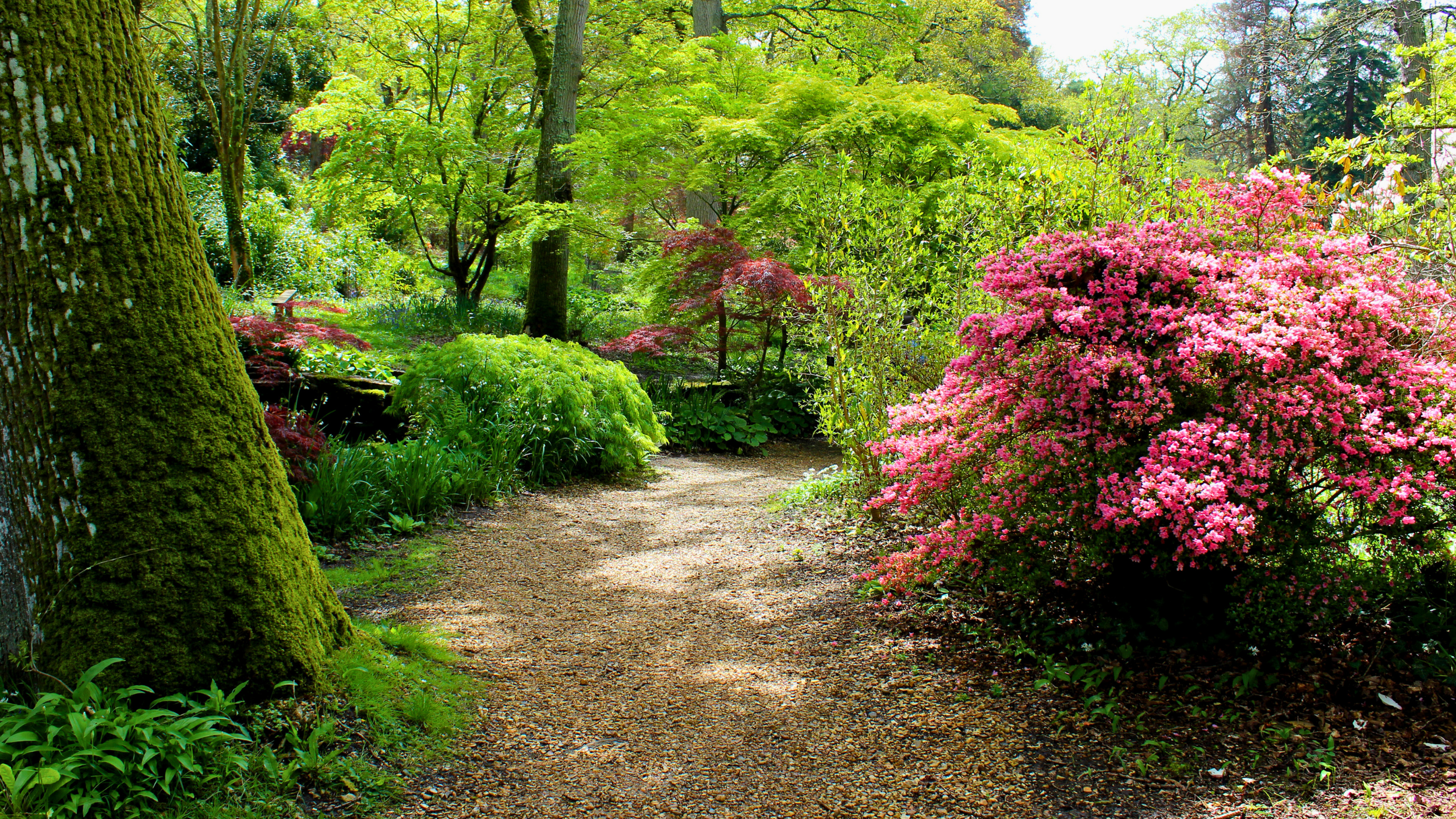 A winding dirt path in a lush garden with green trees, blooming pink and red flowers, and dense foliage.