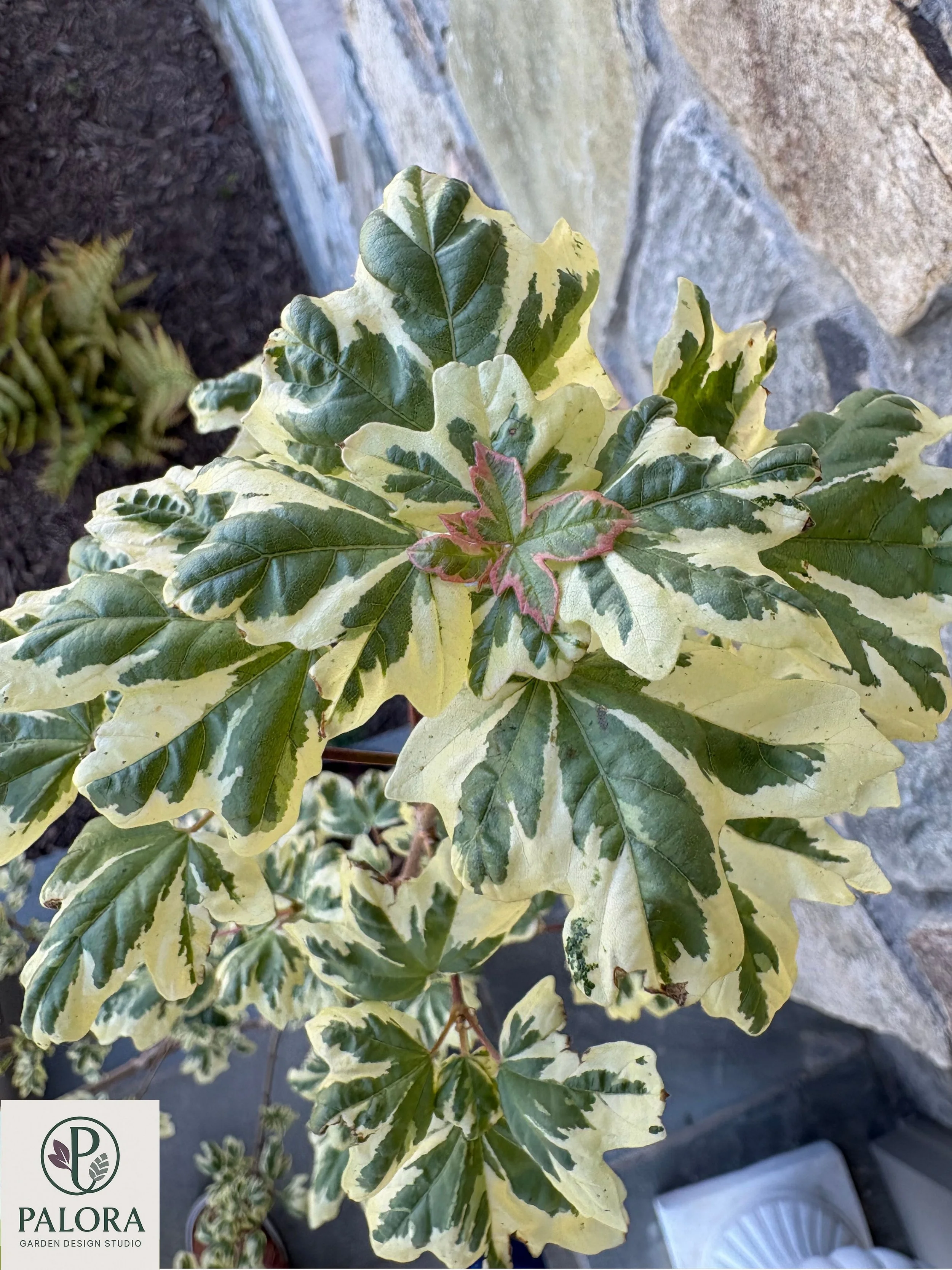 Acer campestre 'Carnival'