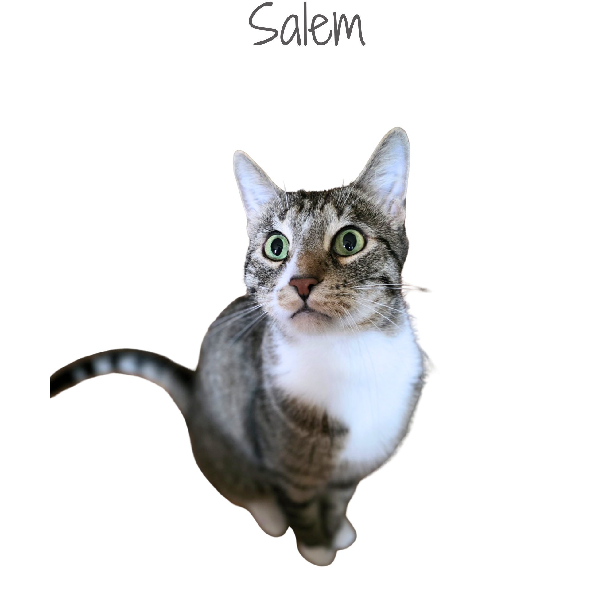 A tabby cat with green eyes and white chest, looking to the side.