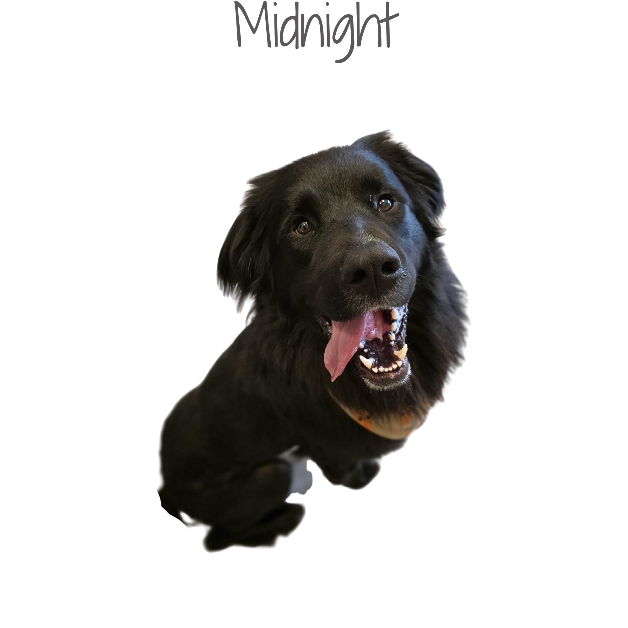 A black dog with floppy ears and an open mouth, showing tongue and teeth, against a black background.