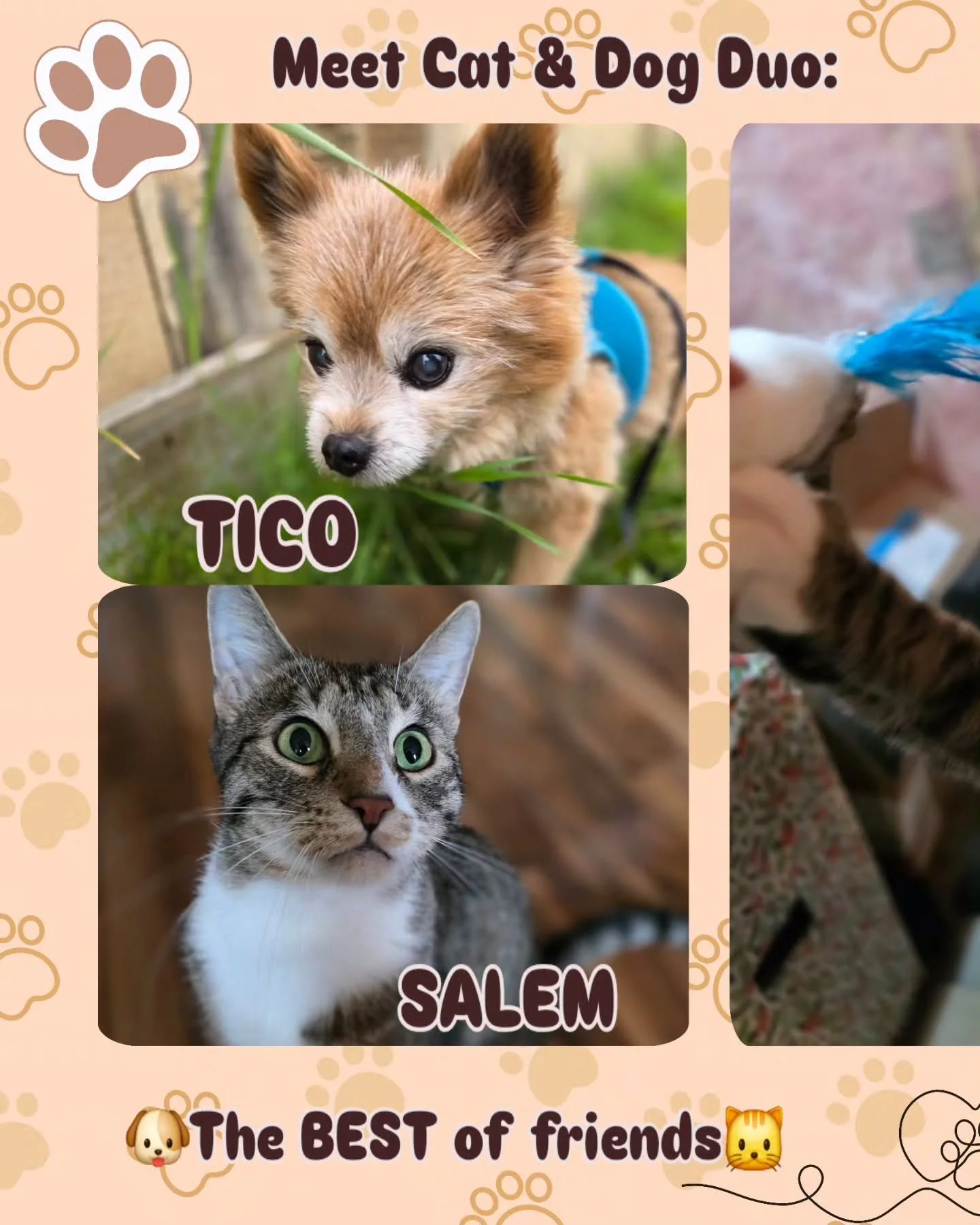 DROP-IN VISIT with Tico the Yorkie-Pom & Salem the KittyπΎ
Tico is 16 years old but gives off puppy energy! He just loves walks and refuses to go back home. Tico loves to follow you, EVERYWHERE, but that's okay cause he's cute.
As for Salem? H