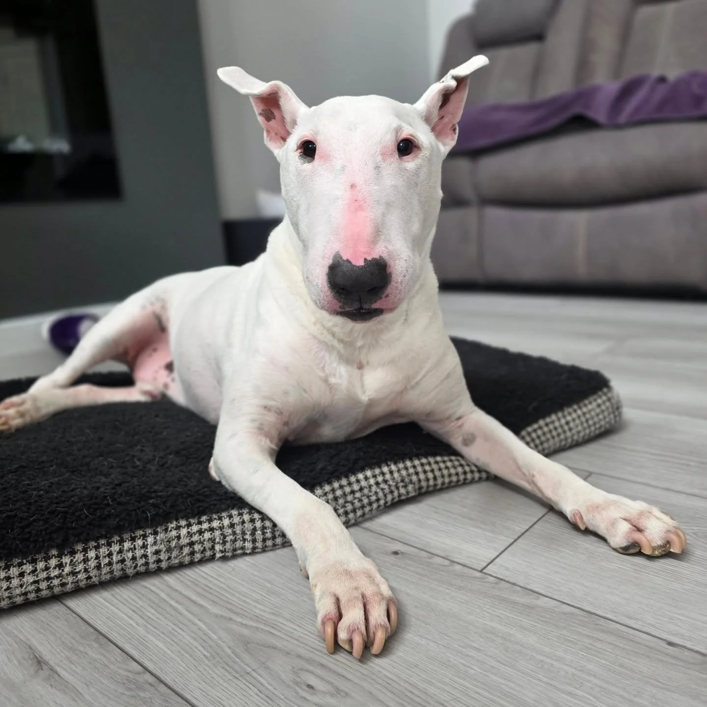 Apollo the Bull Terrier πΆβ€΅οΈ
πΎ Some dogs just need a little extra reassurance in a new environment, and that’s okay! π During their stay, I’m happy to offer hand feeding when needed. It’s a gentle way to build trust, encourage ea
