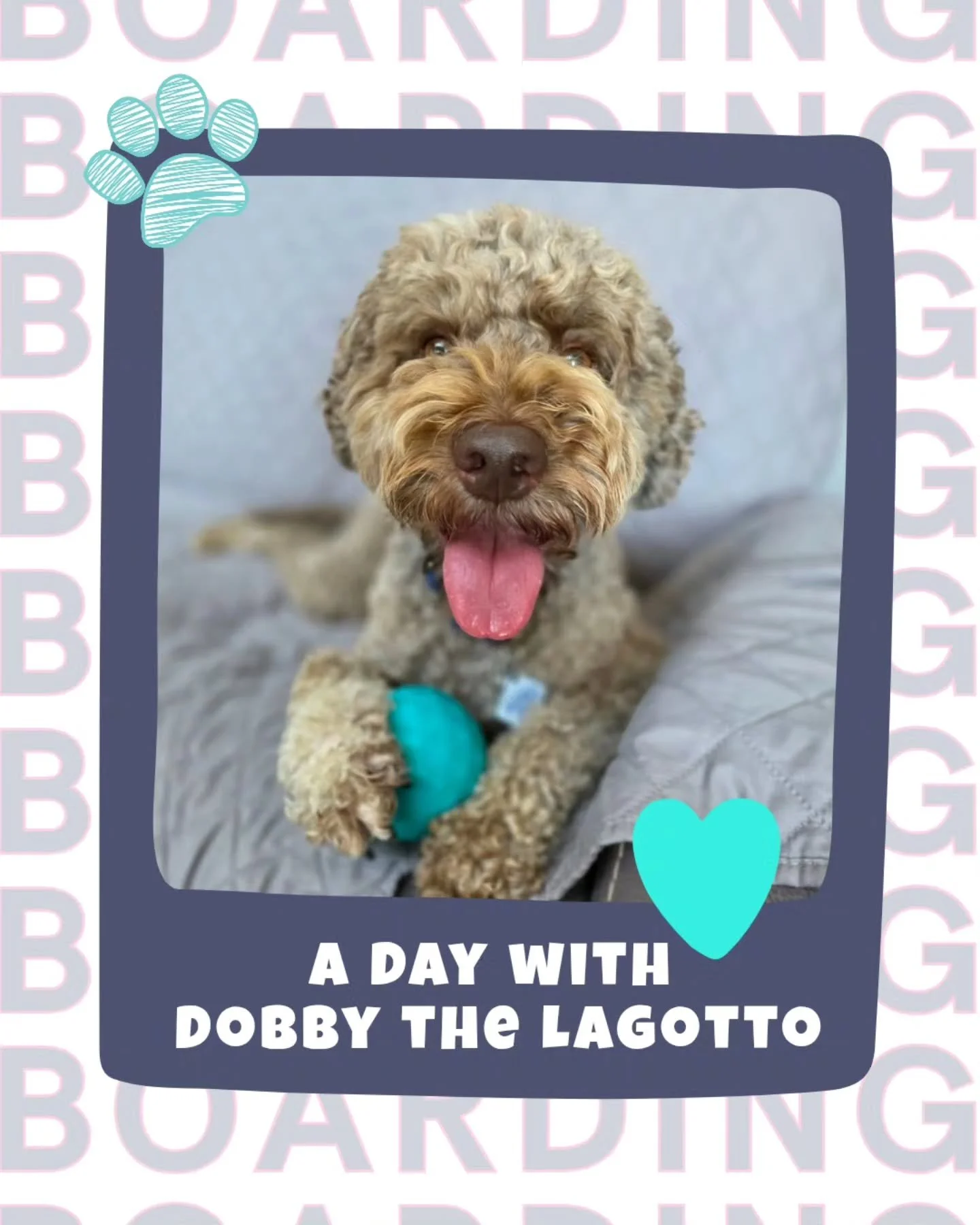 A Day in the life of Dobby the Lagotto! πΎ
From playful zoomies to snuffle mat treats, Dobby shows us how to make every moment pawsome during his stay with us πΆπ Swipe to see his happy adventures!
Which moment is your favorite?