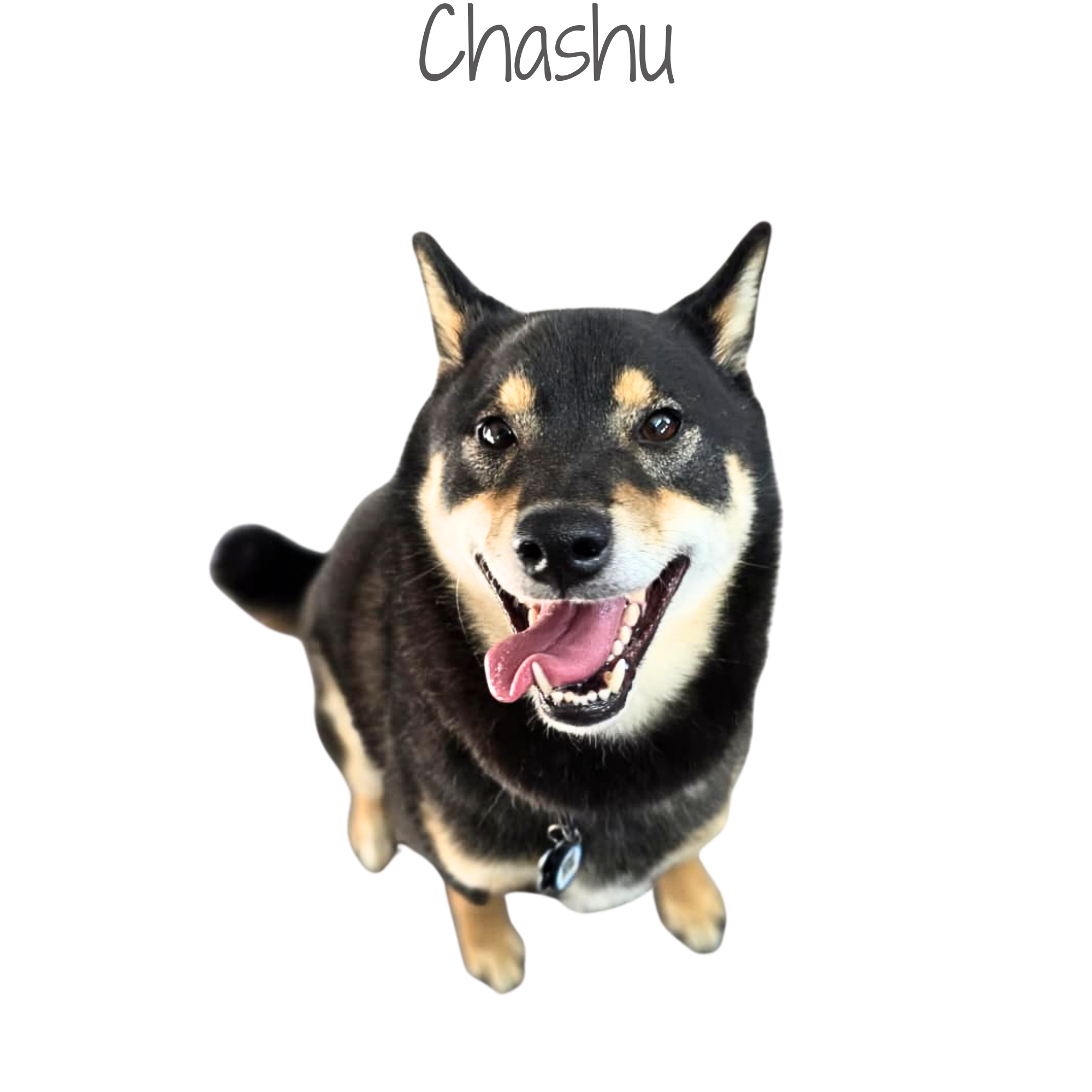 Happy black and tan Shiba Inu dog with open mouth, tongue out, and collar, looking at the camera