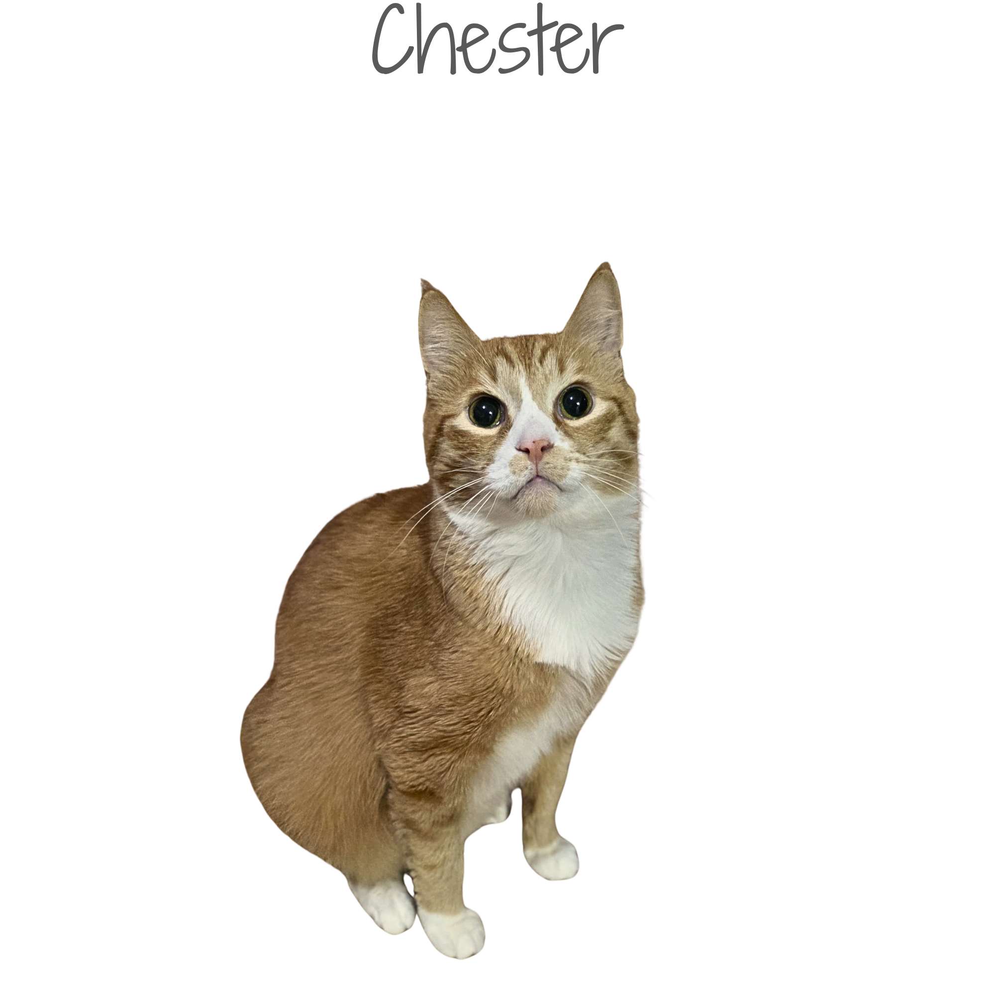 1000205262.png