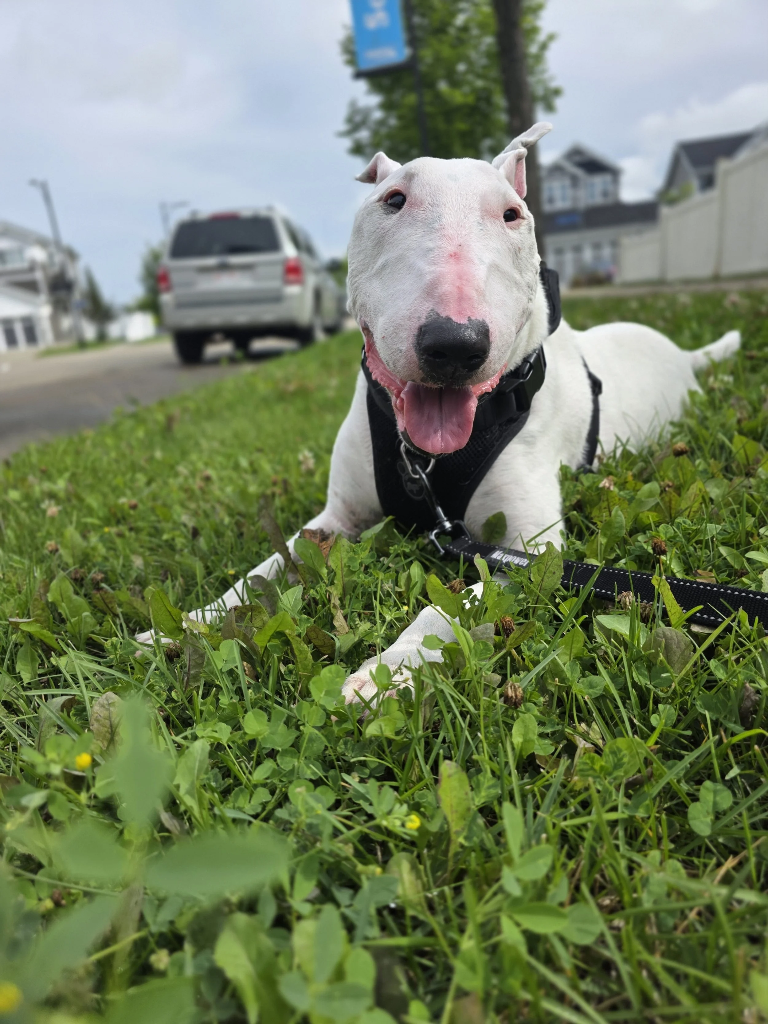 Happy white Bull Terrier dog lying on green grass, wearing a black harness, with a blurred background of houses, a car, and a cloudy sky.