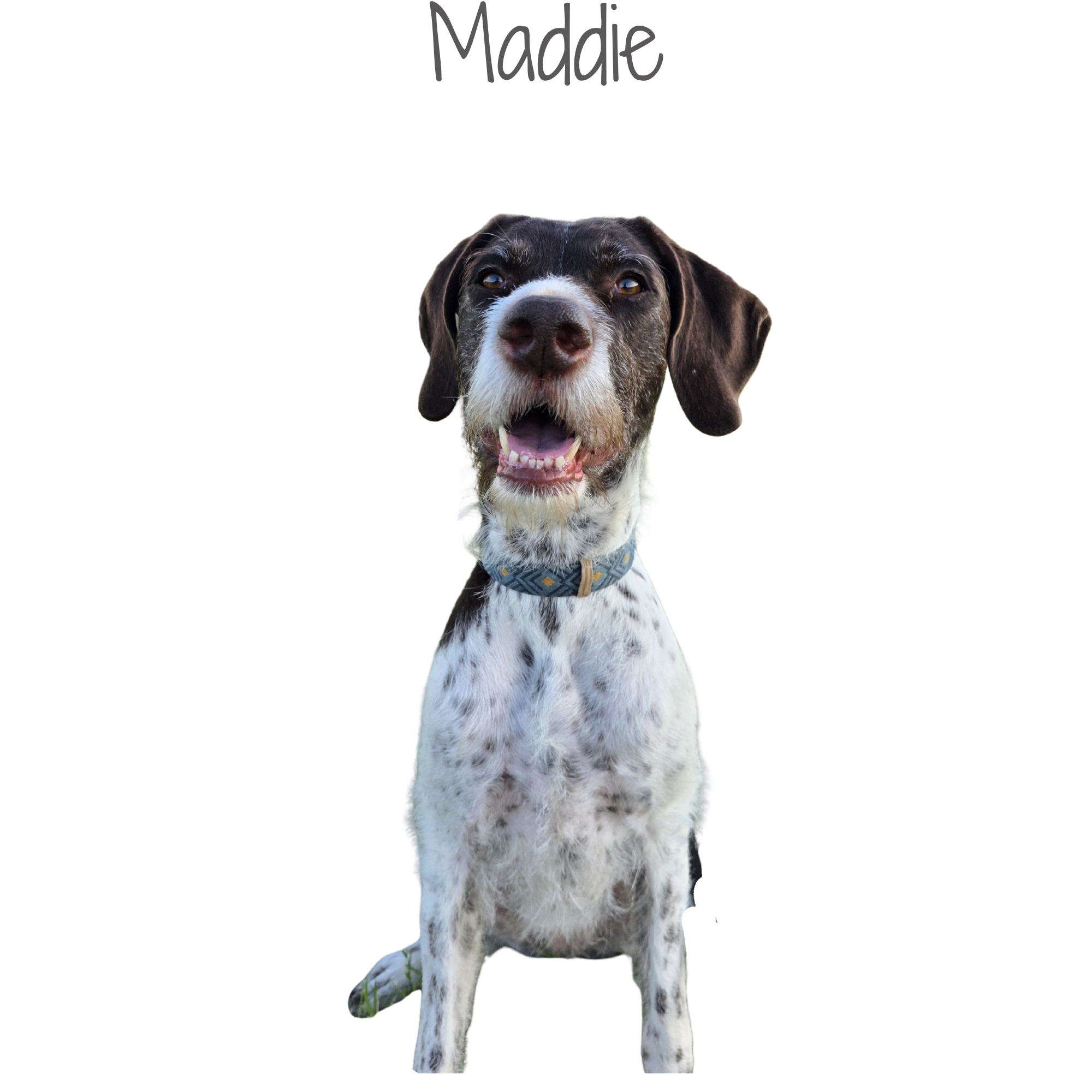 A dog with a black and white coat, wearing a collar, sitting in front of a background with a color bar chart, with the word 'Made' above.