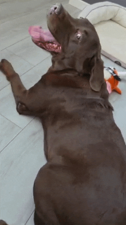 A brown dog lying on the floor with its head tilted back, showing pink tongue and teeth.