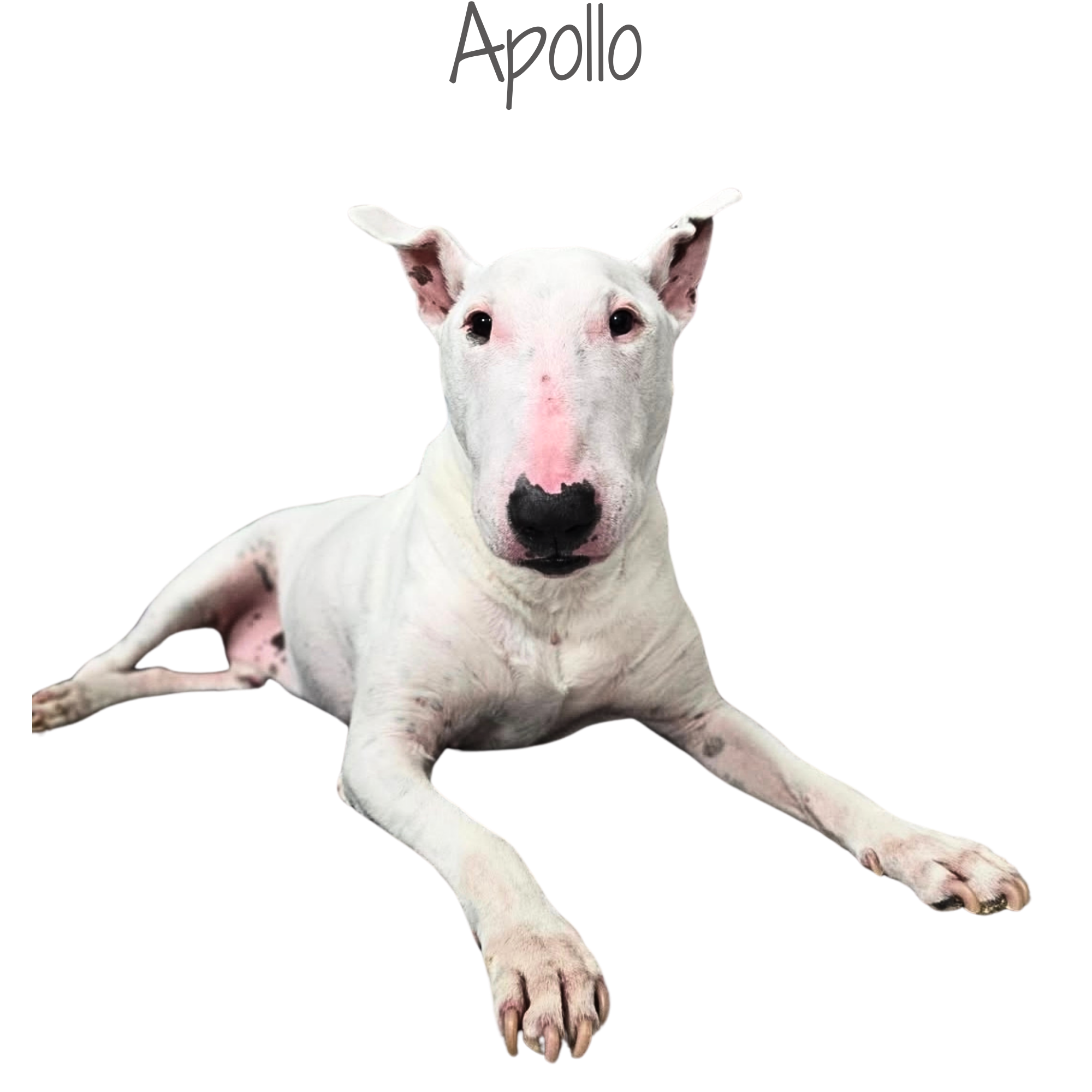 A white dog with black spots lying down, facing forward, with upright ears and pink skin on its nose and around its eyes, against a transparent background.