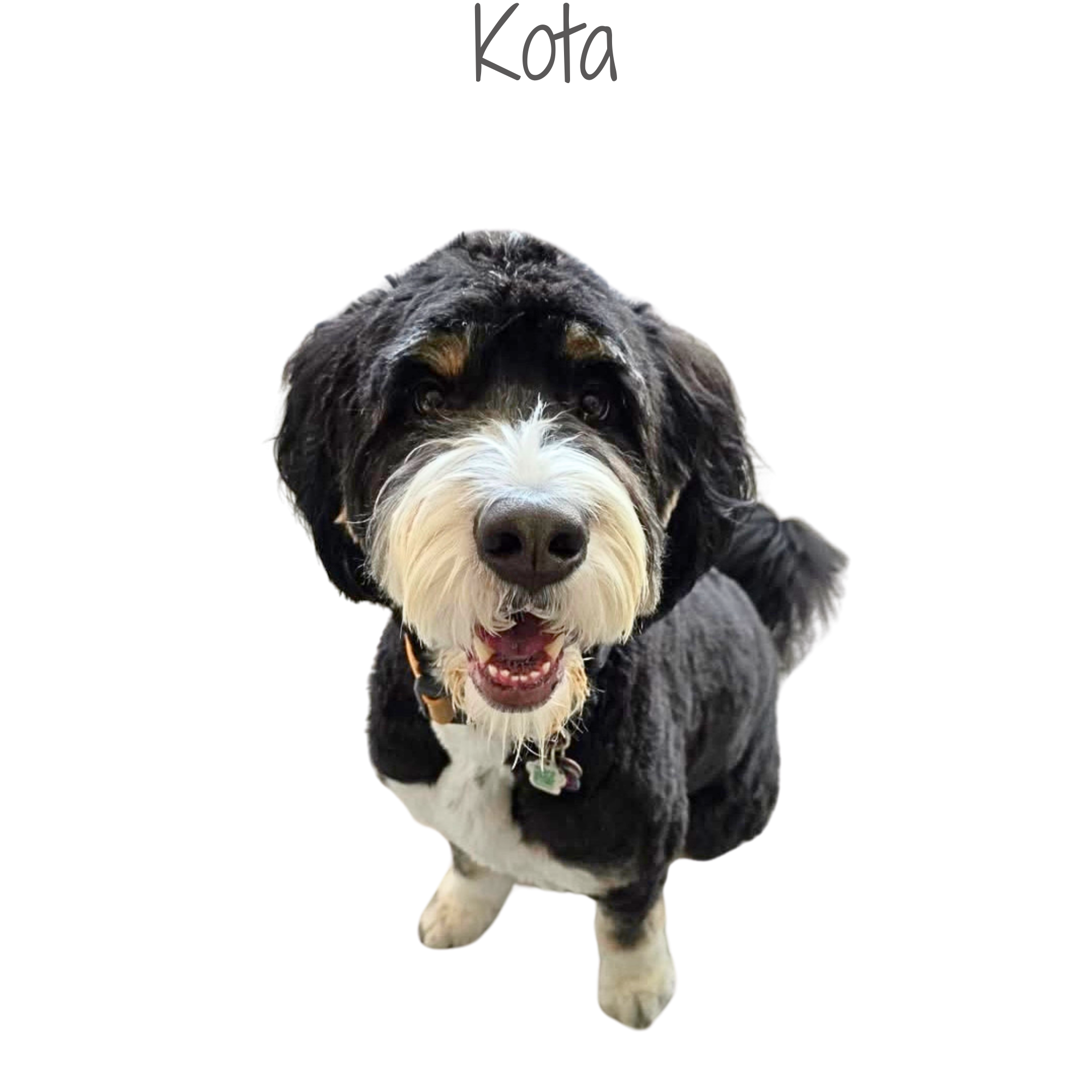 A happy black and white dog looking up at the camera with a black background.