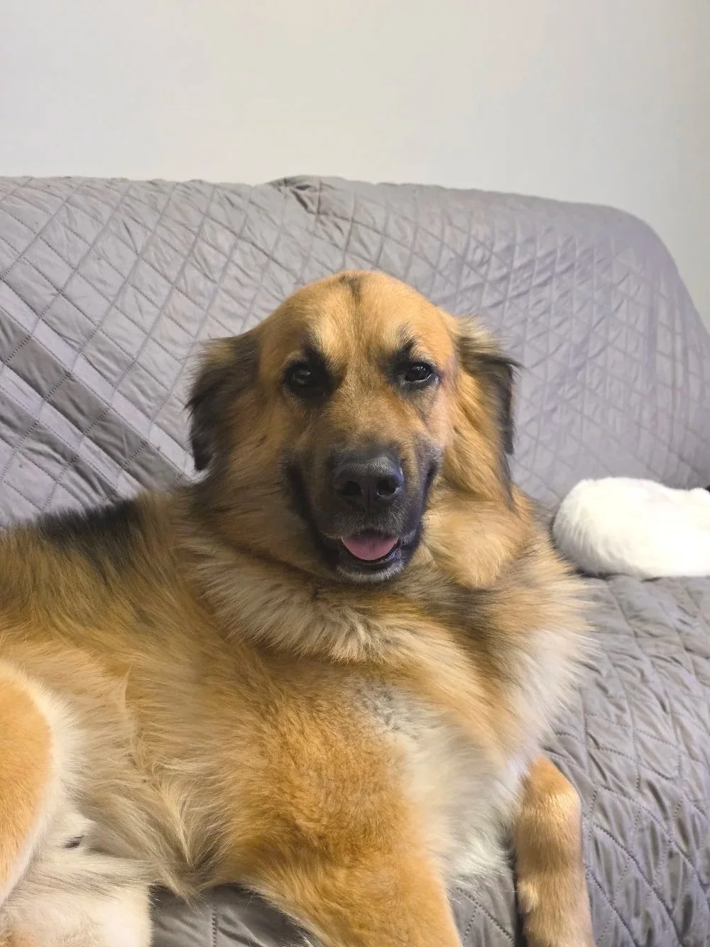 A happy golden-colored dog lying on a gray quilted couch, looking at the camera with a slight smile.