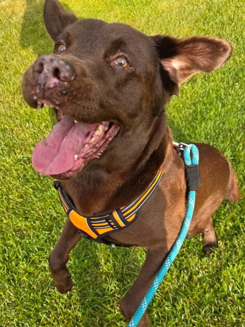 Happy brown dog with pink tongue hanging out, wearing a harness and on a leash, standing on green grass.