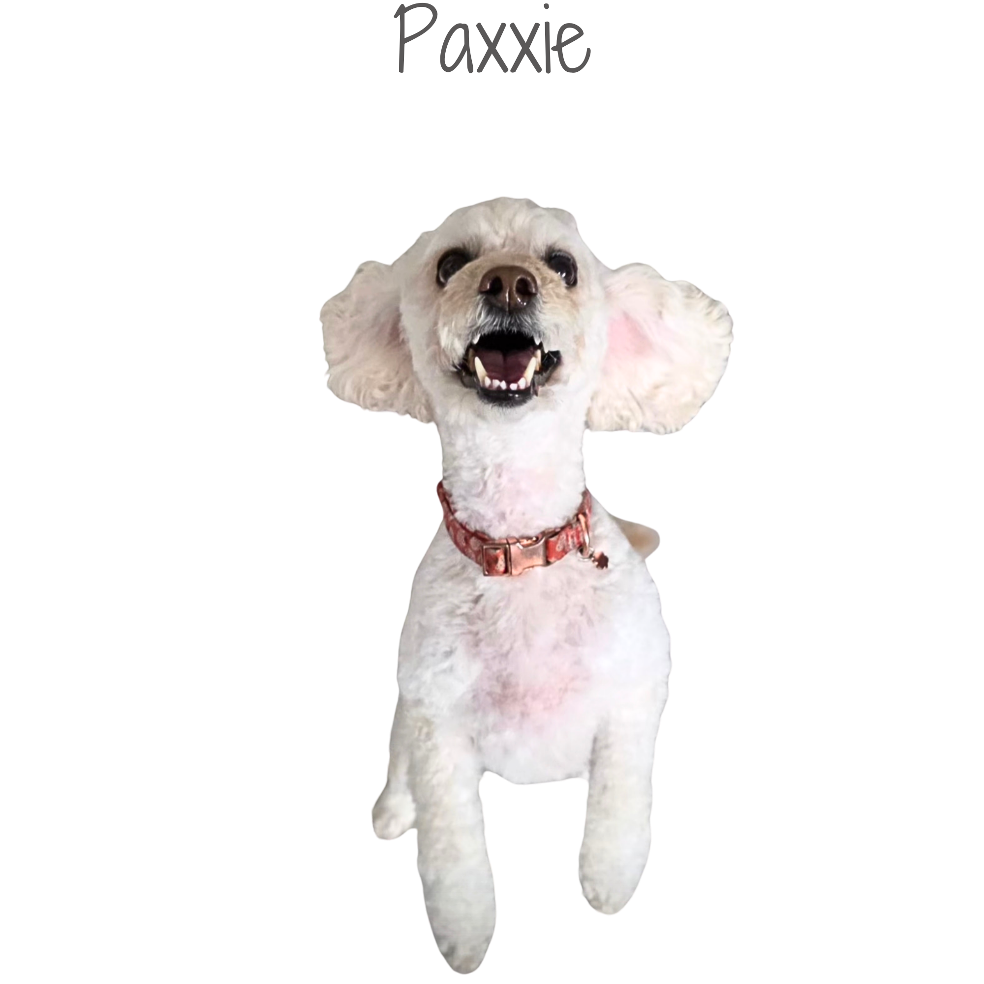 A cute white dog with fluffy ears and a pink collar, smiling with its mouth open against a transparent background.