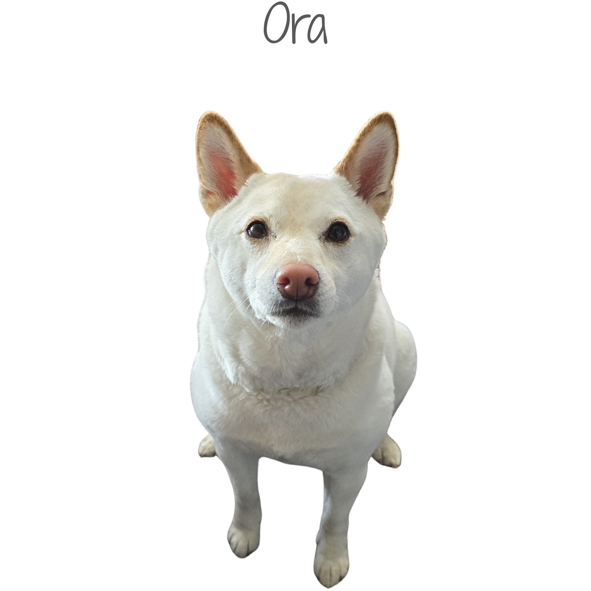 1000276217.png