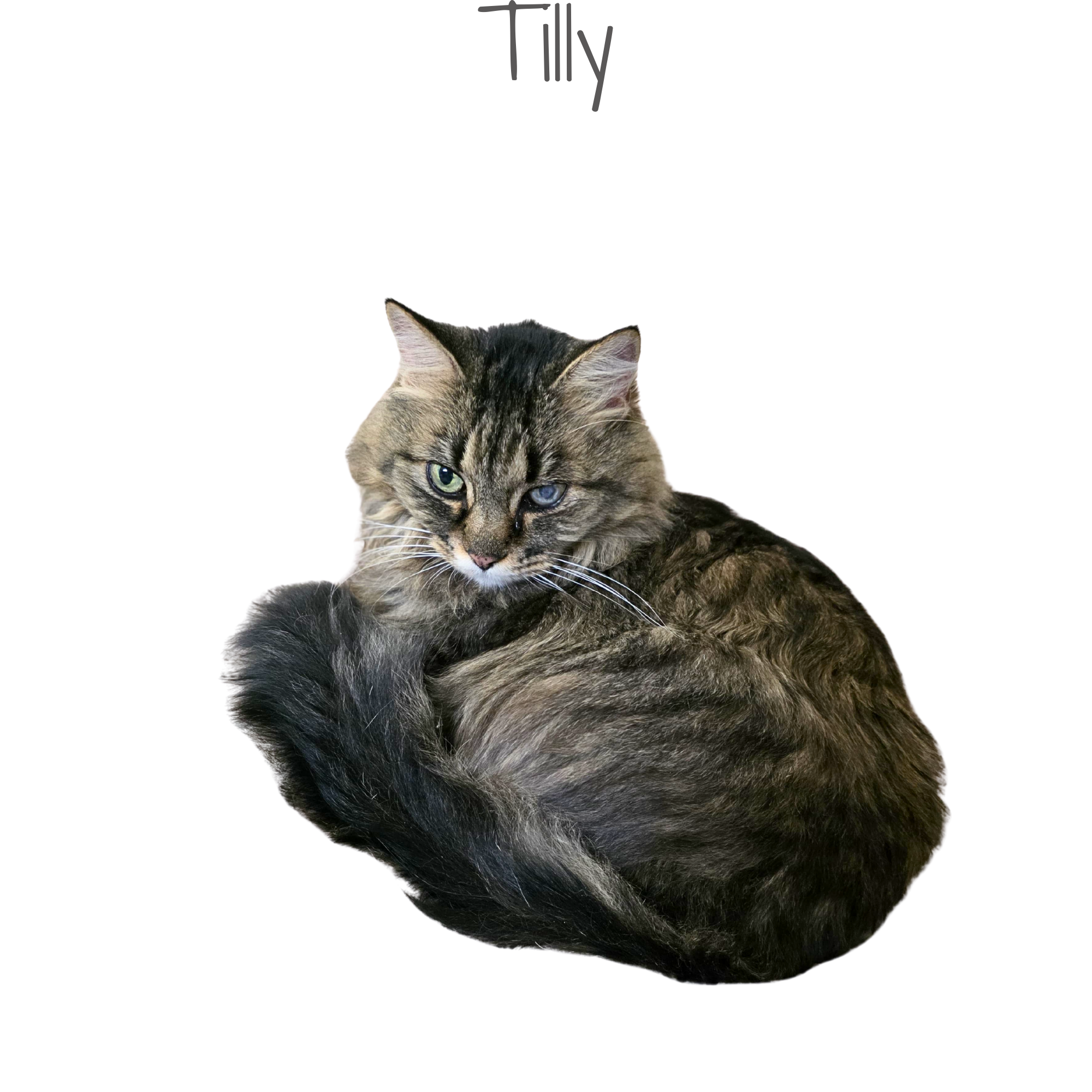 A long-haired tabby cat with green eyes curled up on a black background.