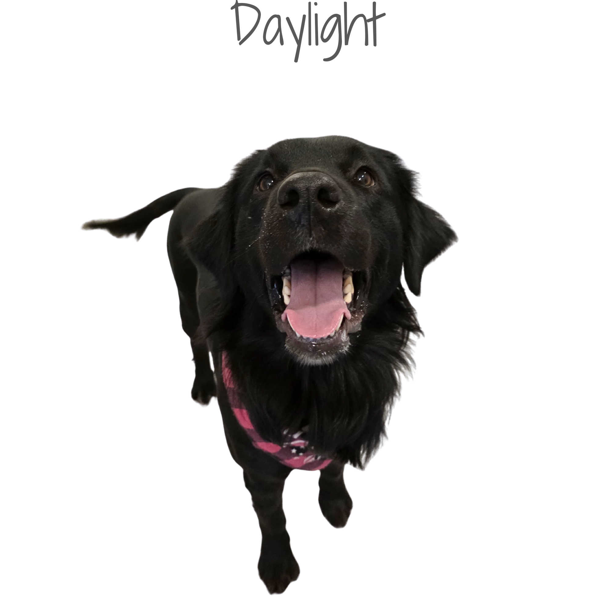 Black Labrador Retriever dog with a pink and black checkered bandana, smiling and approaching the camera.