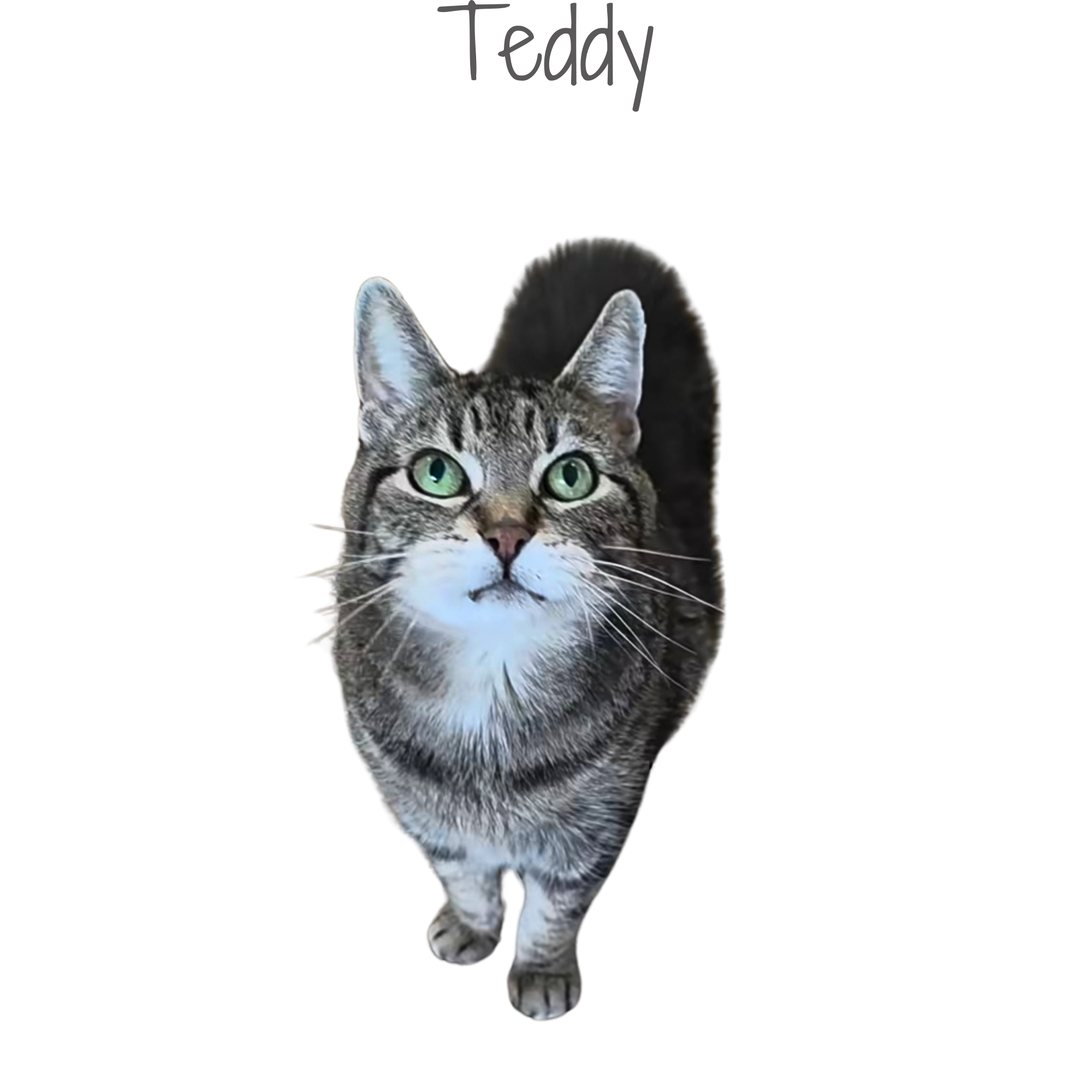 A tabby cat with green eyes standing on a black background. Part of an exploded diagram with labels and sections.