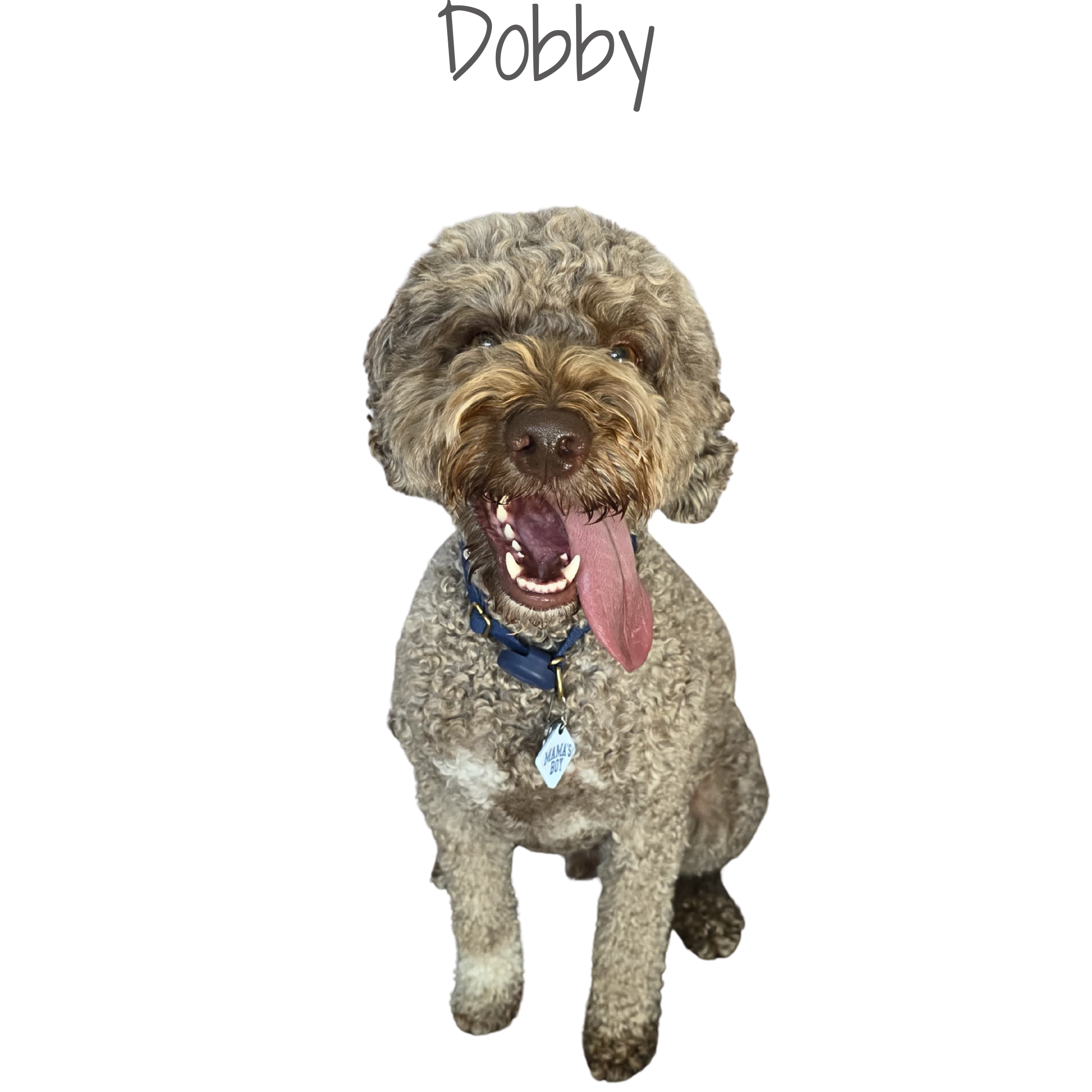 A happy curly-haired brown dog with its tongue hanging out, sitting and looking at the camera.
