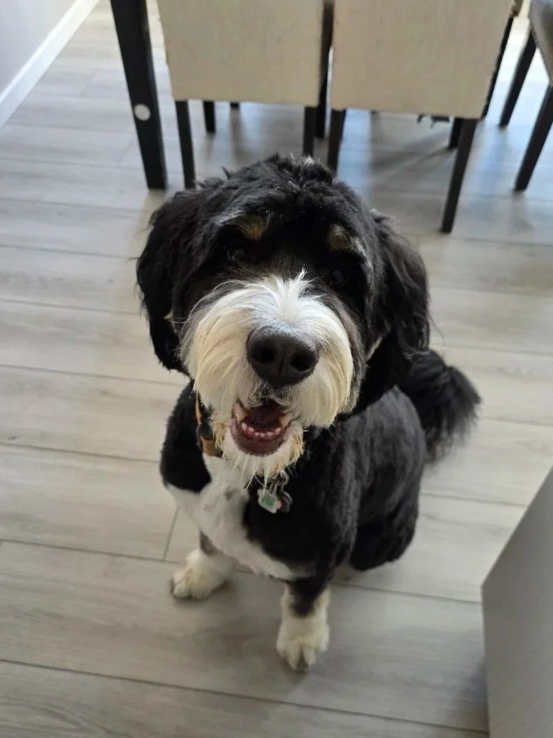 A happy black and white dog sitting on a light-colored wooden floor, looking up at the camera with a smiling face. There are chairs and a dining table in the background.