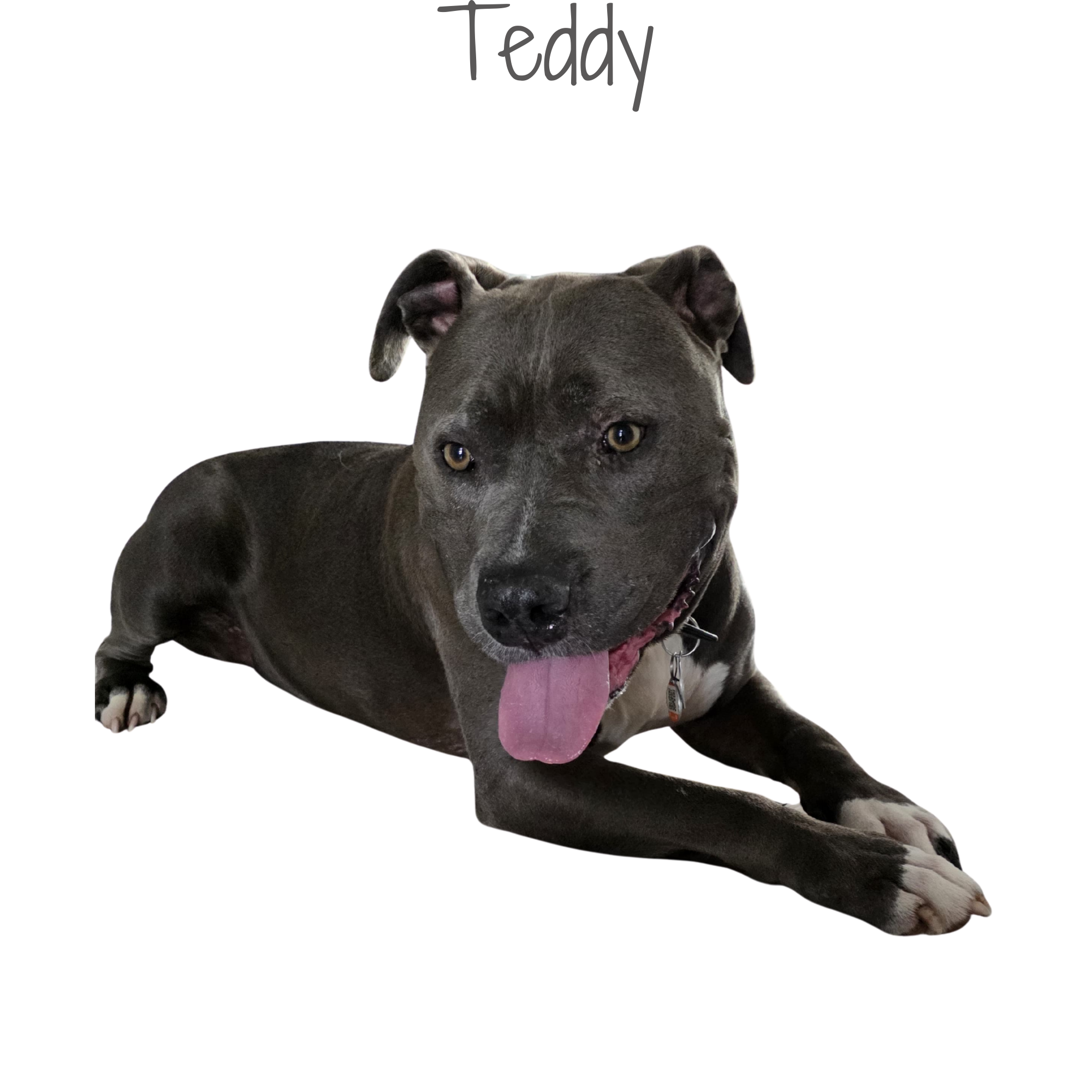 A gray pit bull lying down with its tongue out, looking forward.