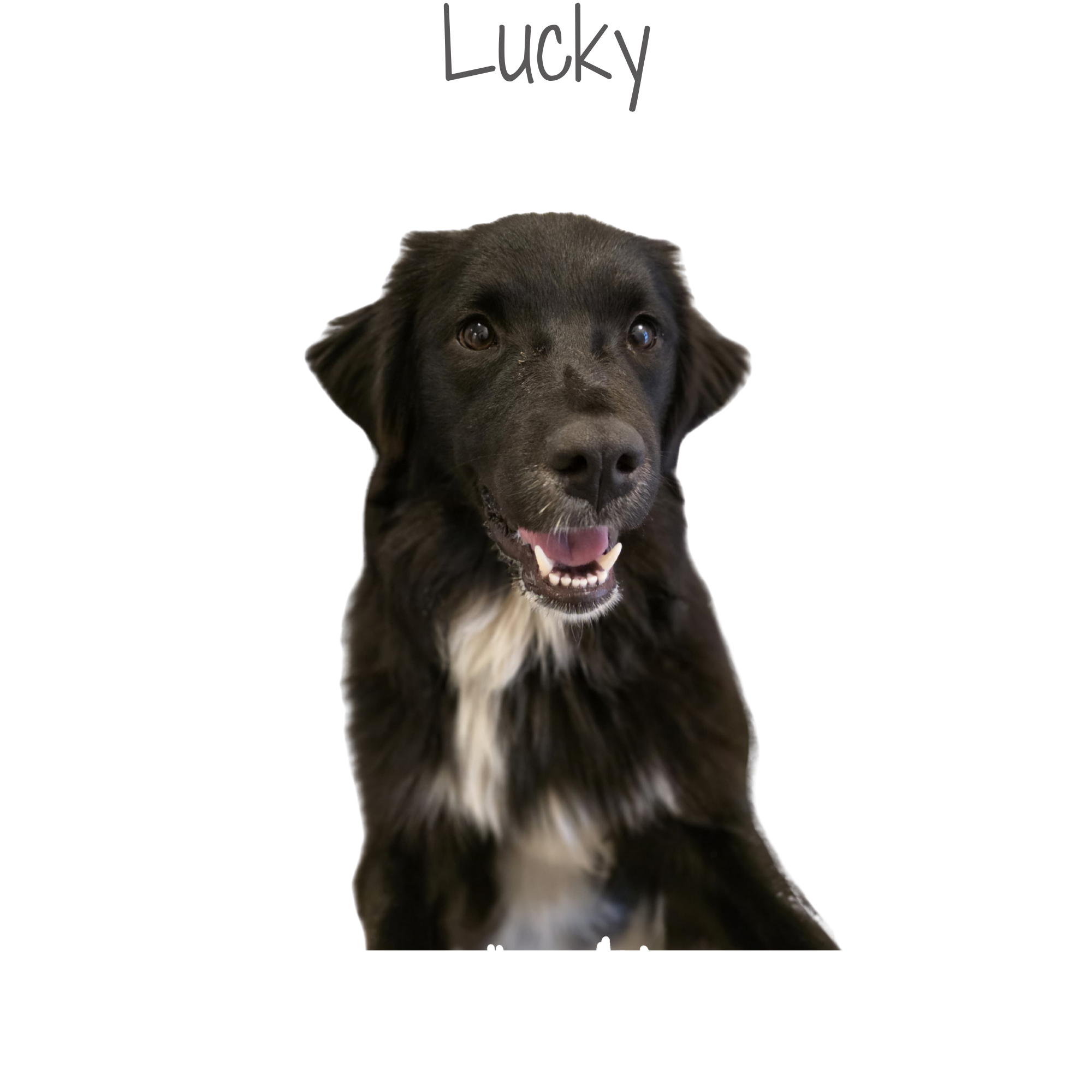 A happy black dog with white markings on its chest, sitting and facing forward.