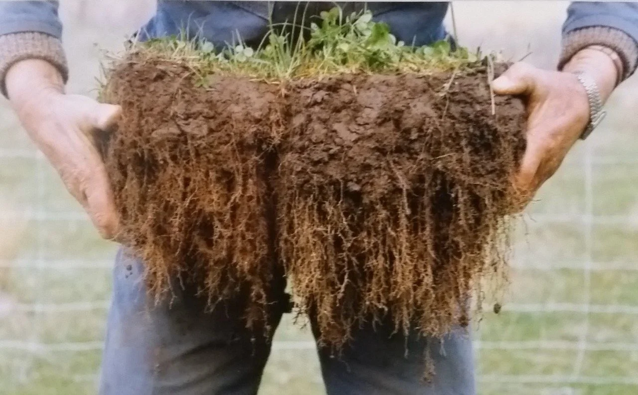 Person holding a large clump of soil with visible roots and small plants on top.