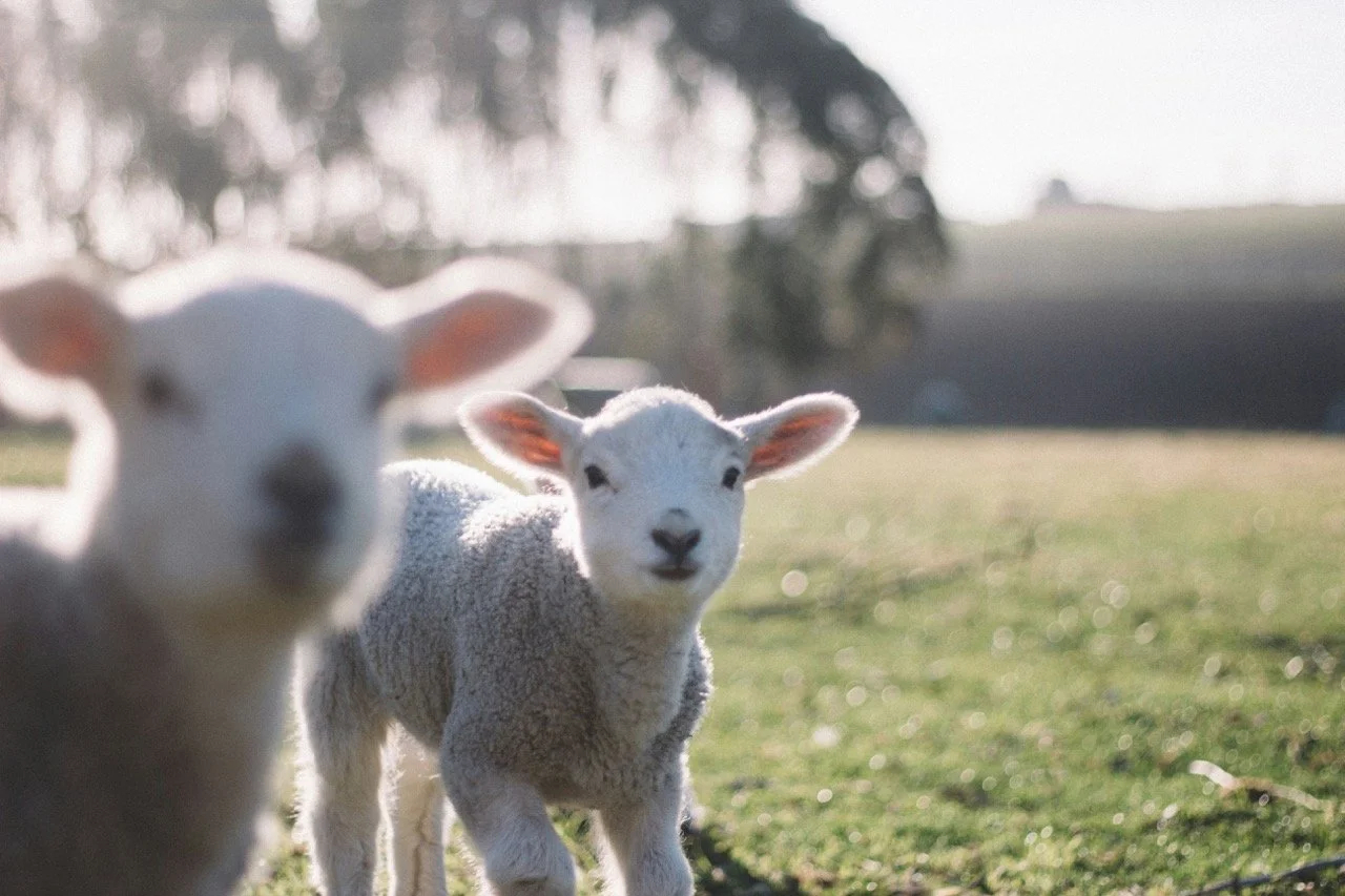 Two fluffy white sheep in a grassy field with trees and a building in the background, one sheep in focus and the other blurred.
