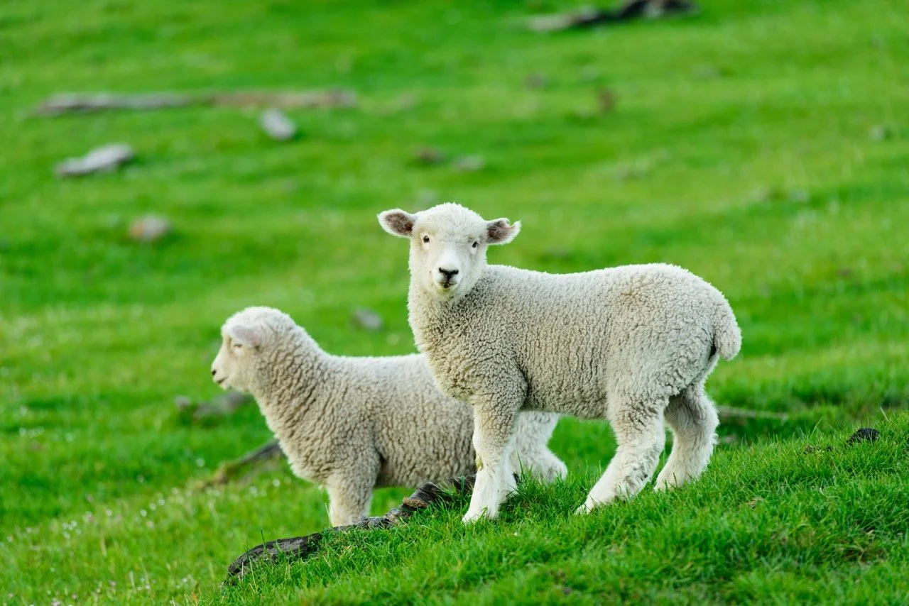 Two young sheep standing on green grass in a field.