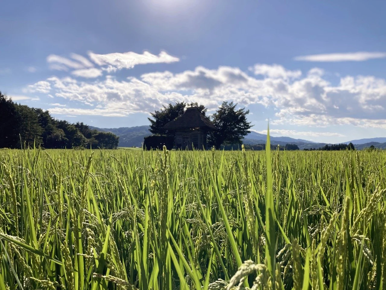 A vast green rice field with a traditional wooden hut and trees in the distance under a partly cloudy sky.