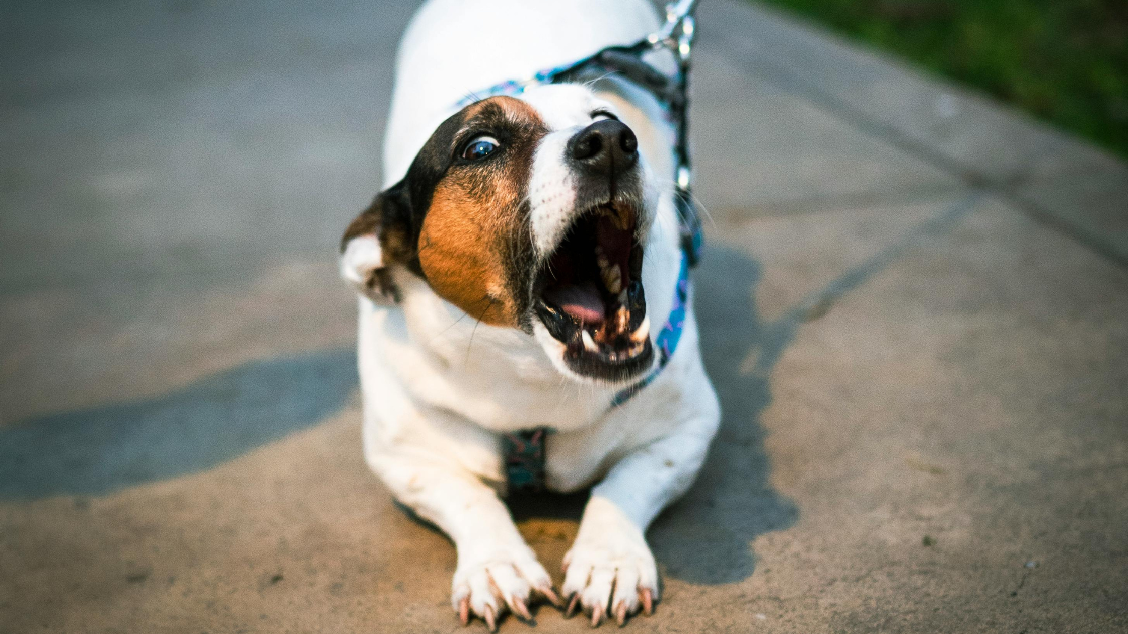 The Secret Language of Dogs: Understanding What Your Pup is Really ...