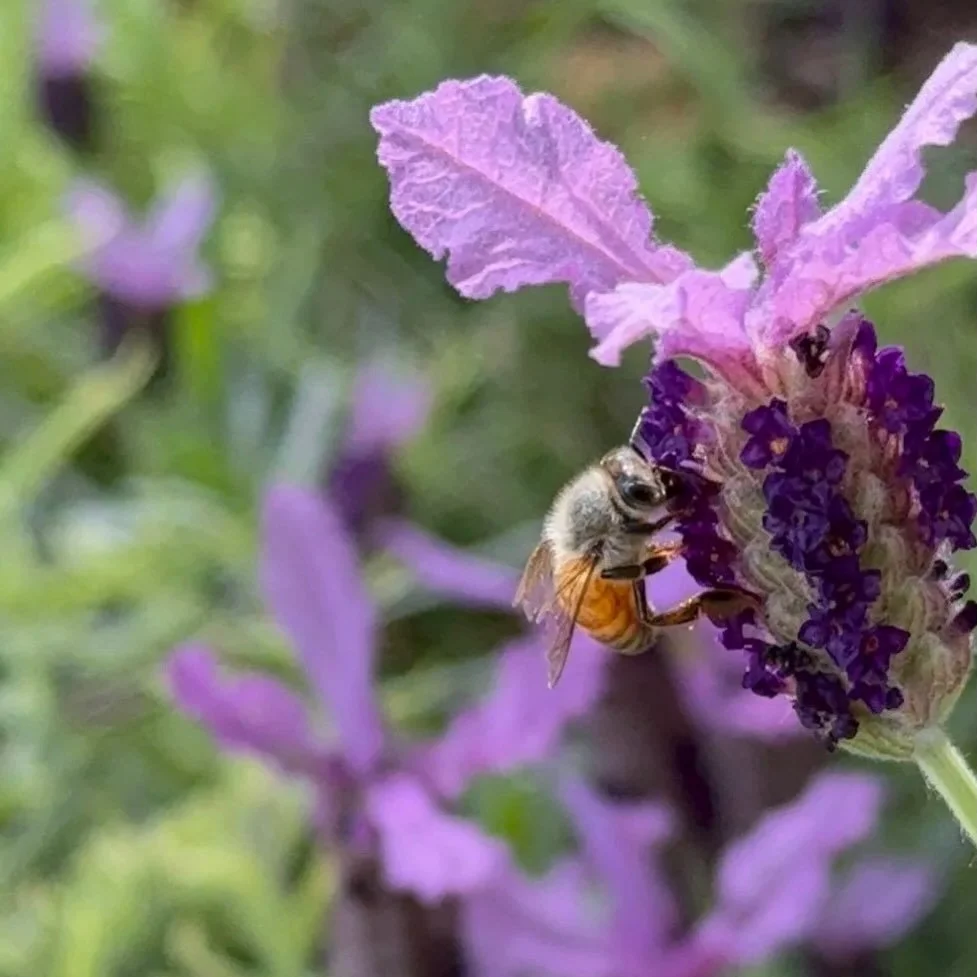 I&rsquo;ve been thinking a lot lately about where I want to do most of my writing: IG, newsletters, or my blog. After much deliberation during laps around my local park, the blog won out! 🏆

I realized that when I&rsquo;m trying to create content in