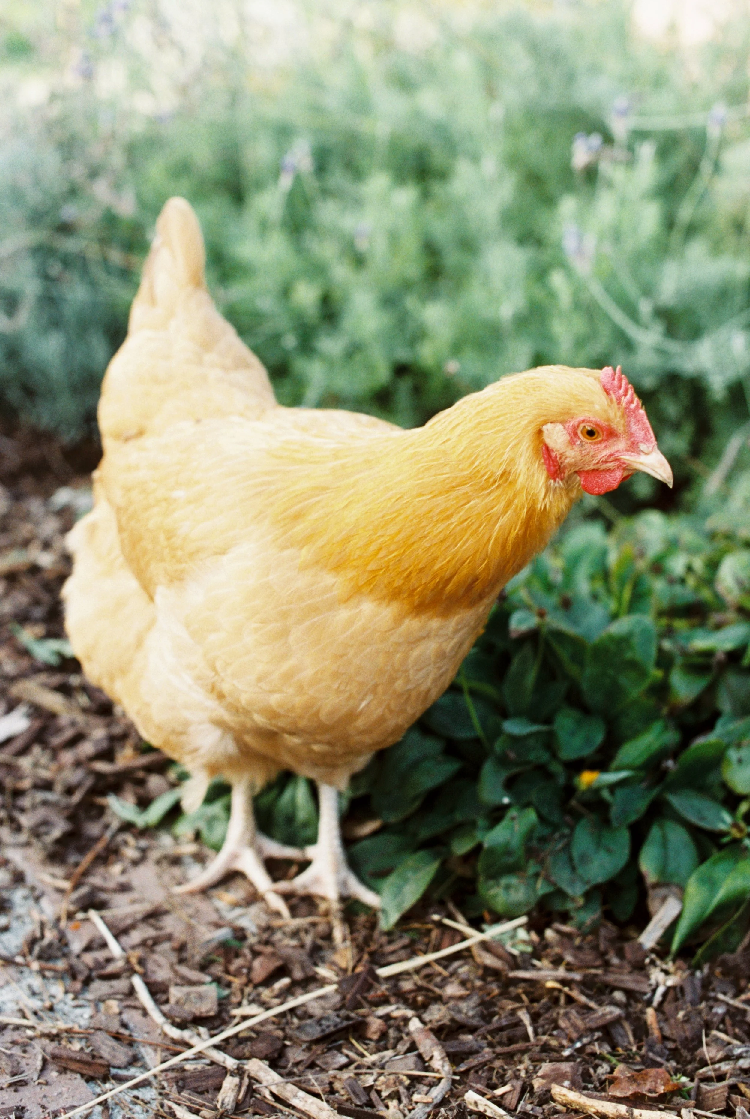 No Cock-a-Doo!