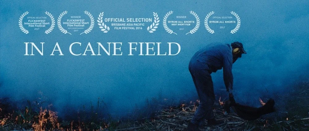 In A Cane Field