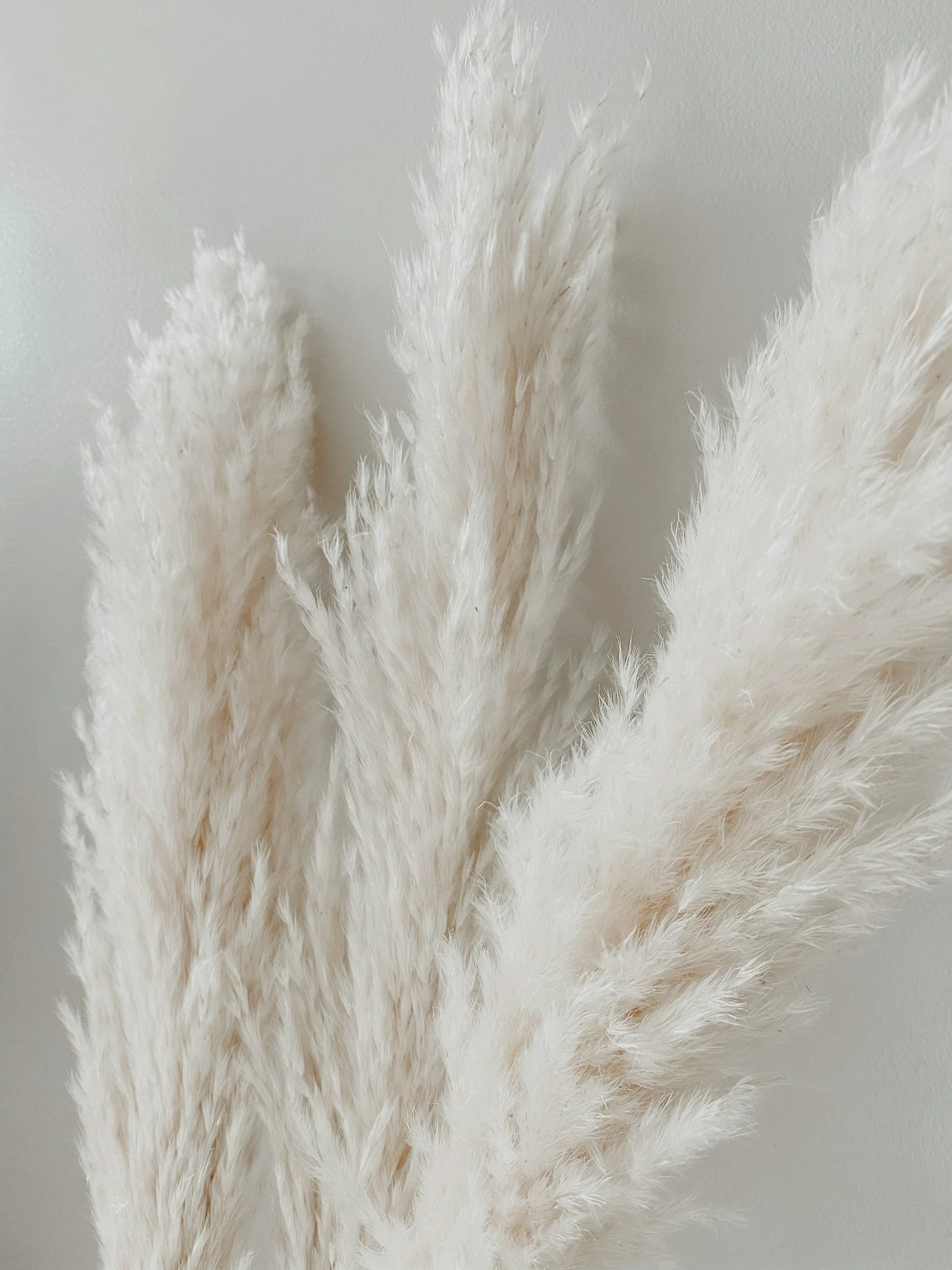 Close-up of white pampas grass with fluffy plumes against a plain wall.
