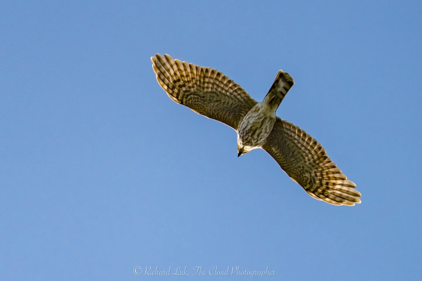 Highlights from our recent bird survey and bird walk!

Thanks to Richard Luk for these beautiful photos!

1. Hawk - can you ID this?
3. House finch
4. Golden crowned sparrow
5 Northern Flicker
6. Hermit Thrush

We are so excited to be supported by @n