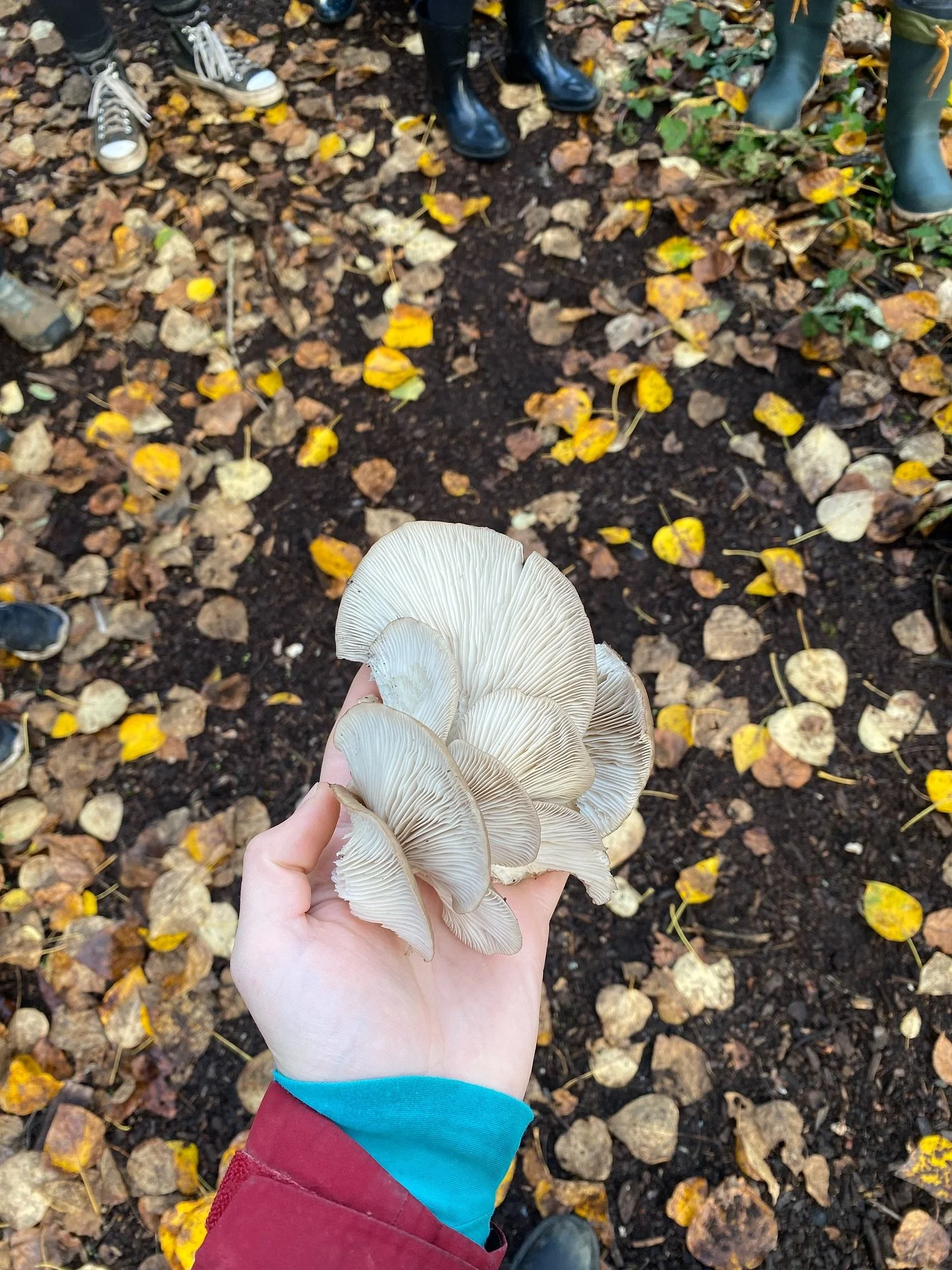 This evening Willoughby Arevalo, a frequent friend of the park, mycologist, nature educator and artist guides us through a mushroom adventure! 

When you stop and look, Everett Crowley Park is alive and rich with fungi, from big stink horns to smalle