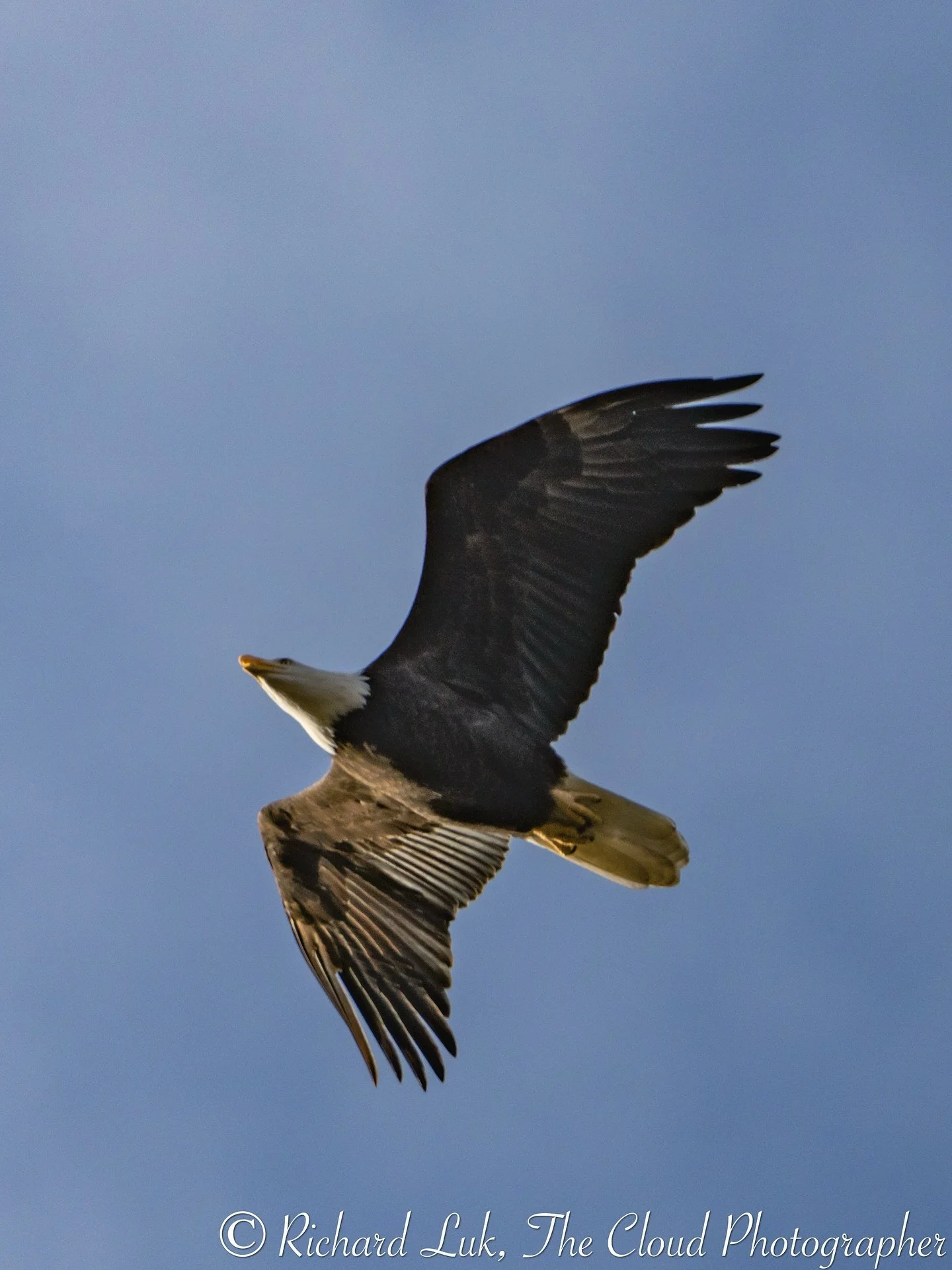 As always, community member and photographer Richard Luk captured some beautiful photos at our most recent bird walk. 

On a sunny Sunday morning, the park was alive with birds big and small. It was great to see three eagles flying low, the Blue List