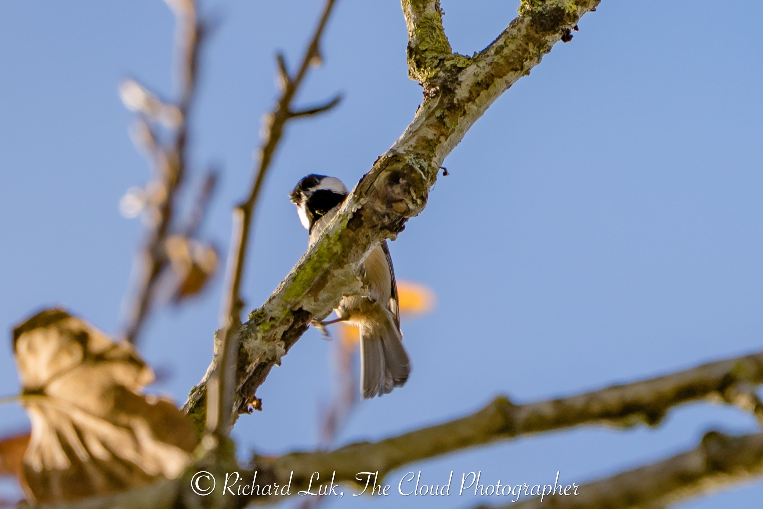 Bird Point Count Survey